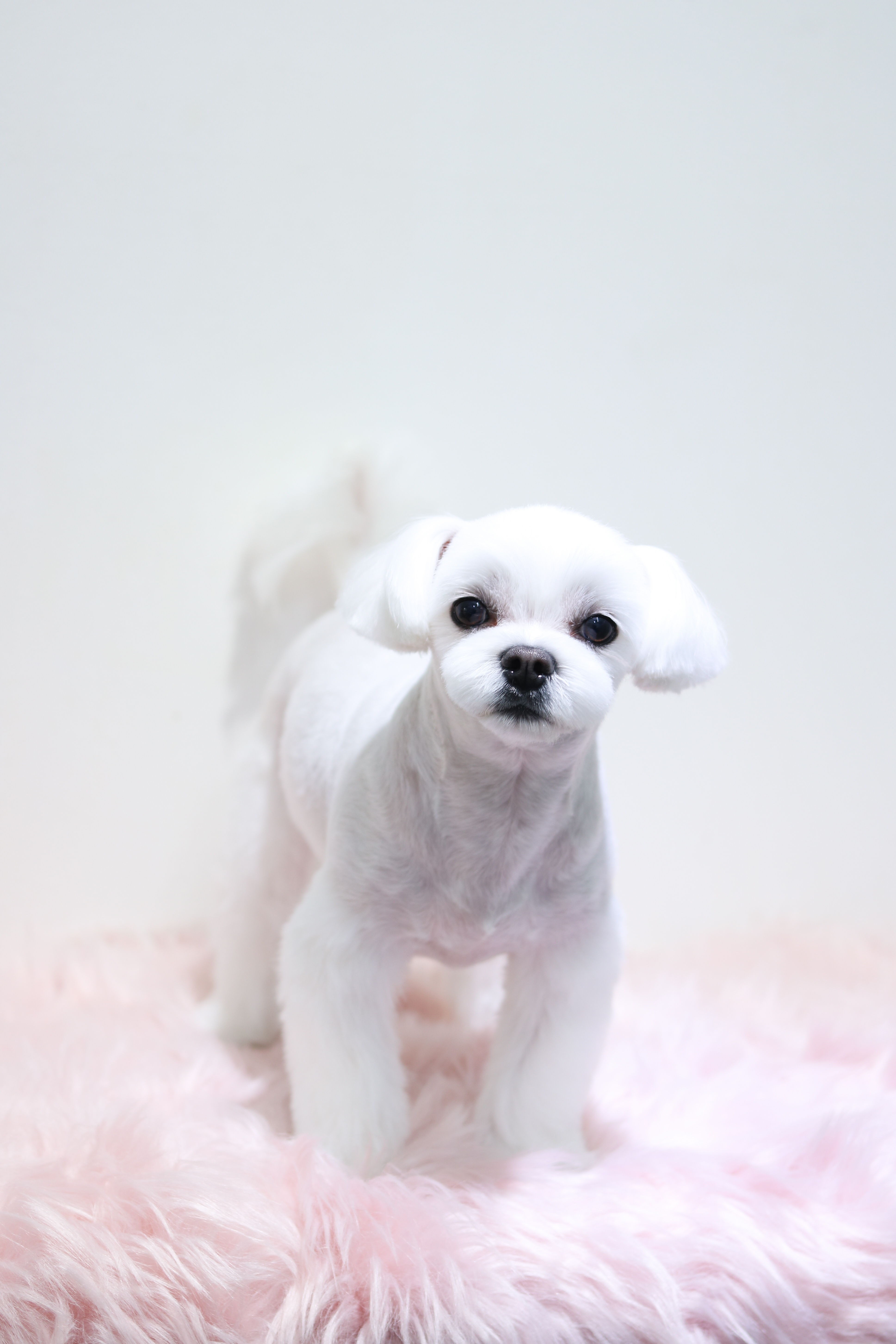 유앤독 대표 이미지