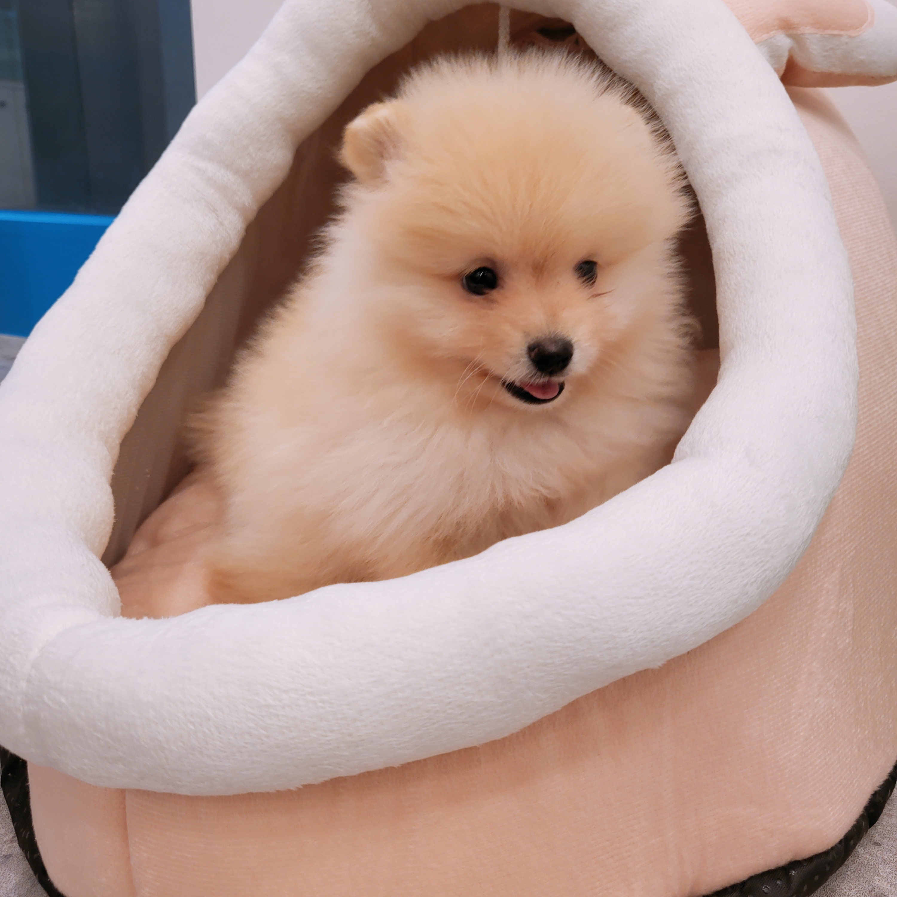 부천애견호텔 멍미텔 경기 애견숙소
