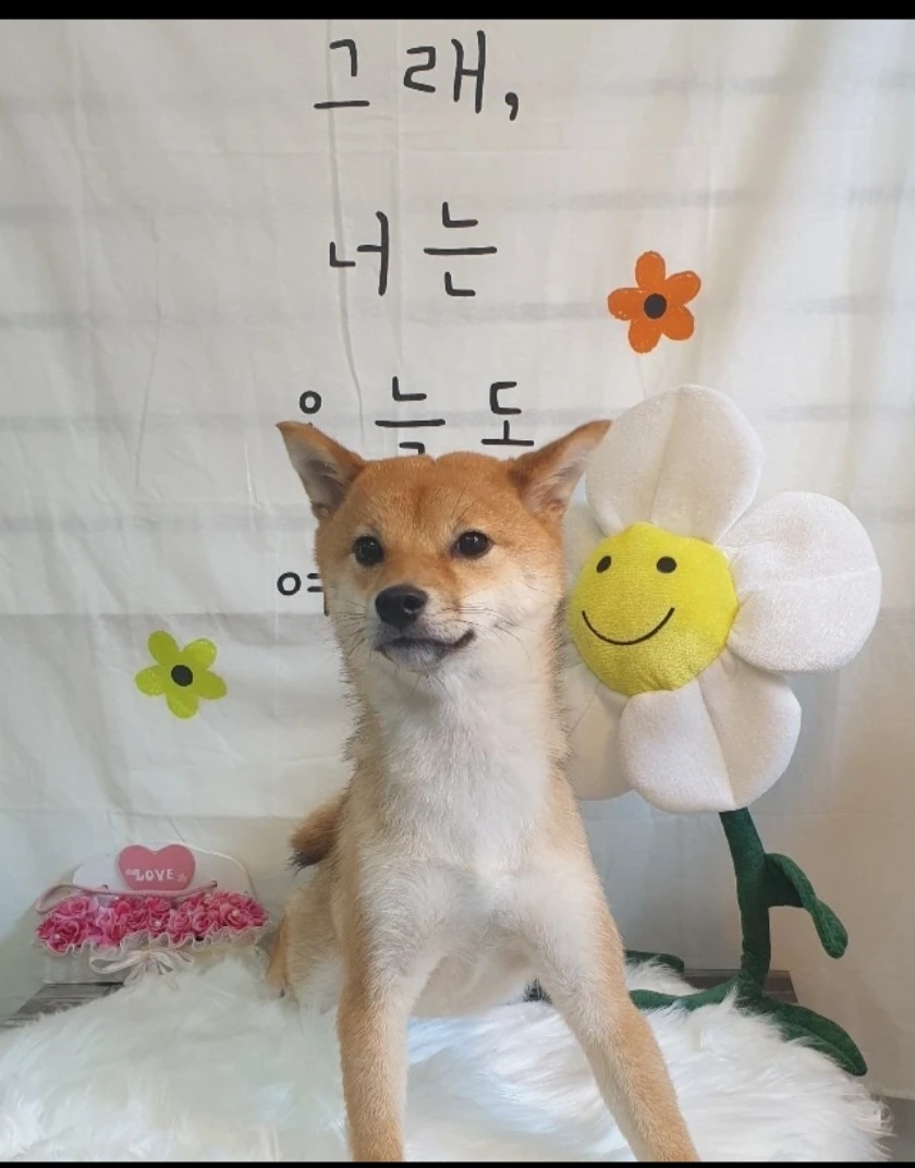 온리펫살롱 대표 이미지
