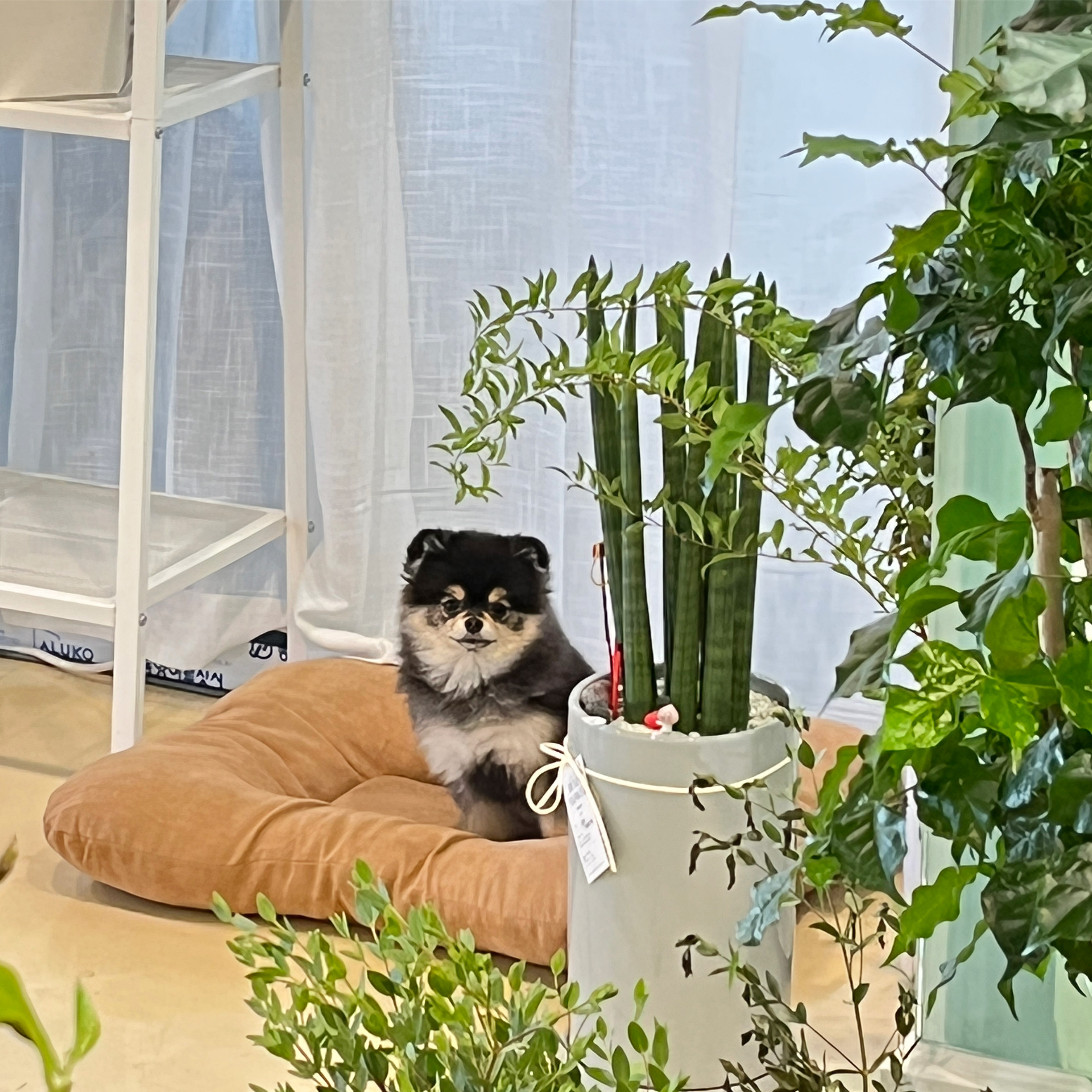 델리아플라워
