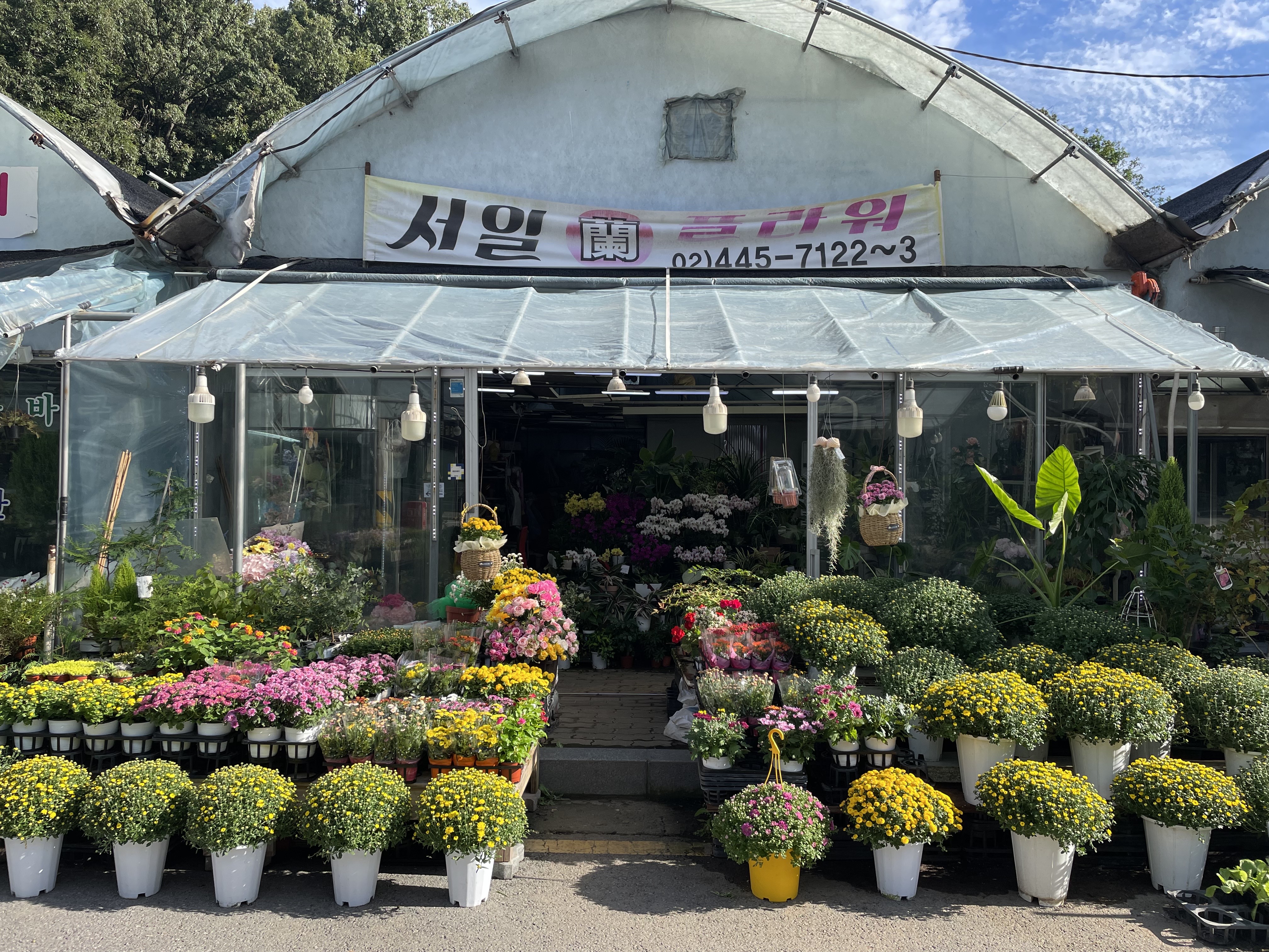 서일난플라워