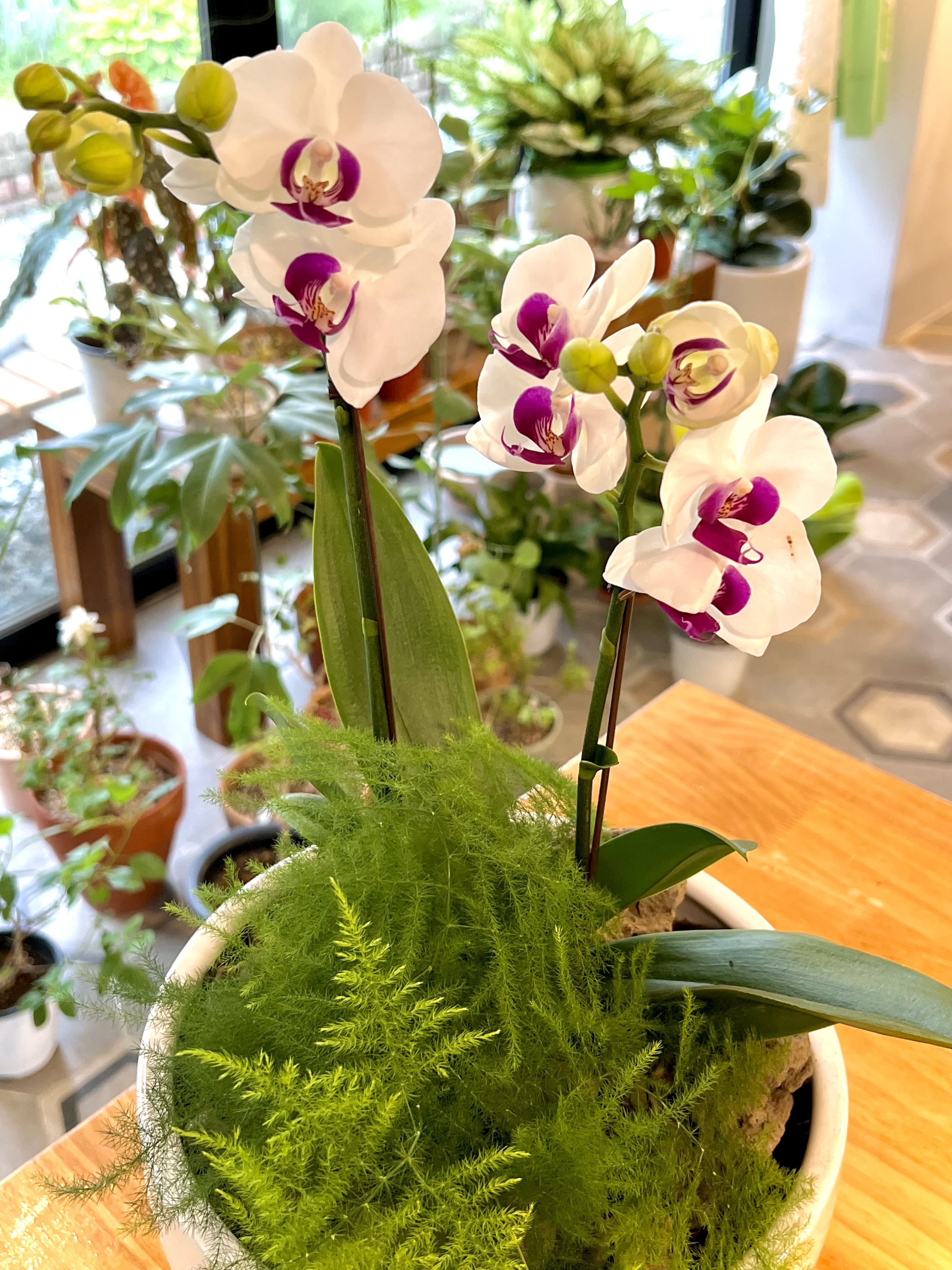 플레르메