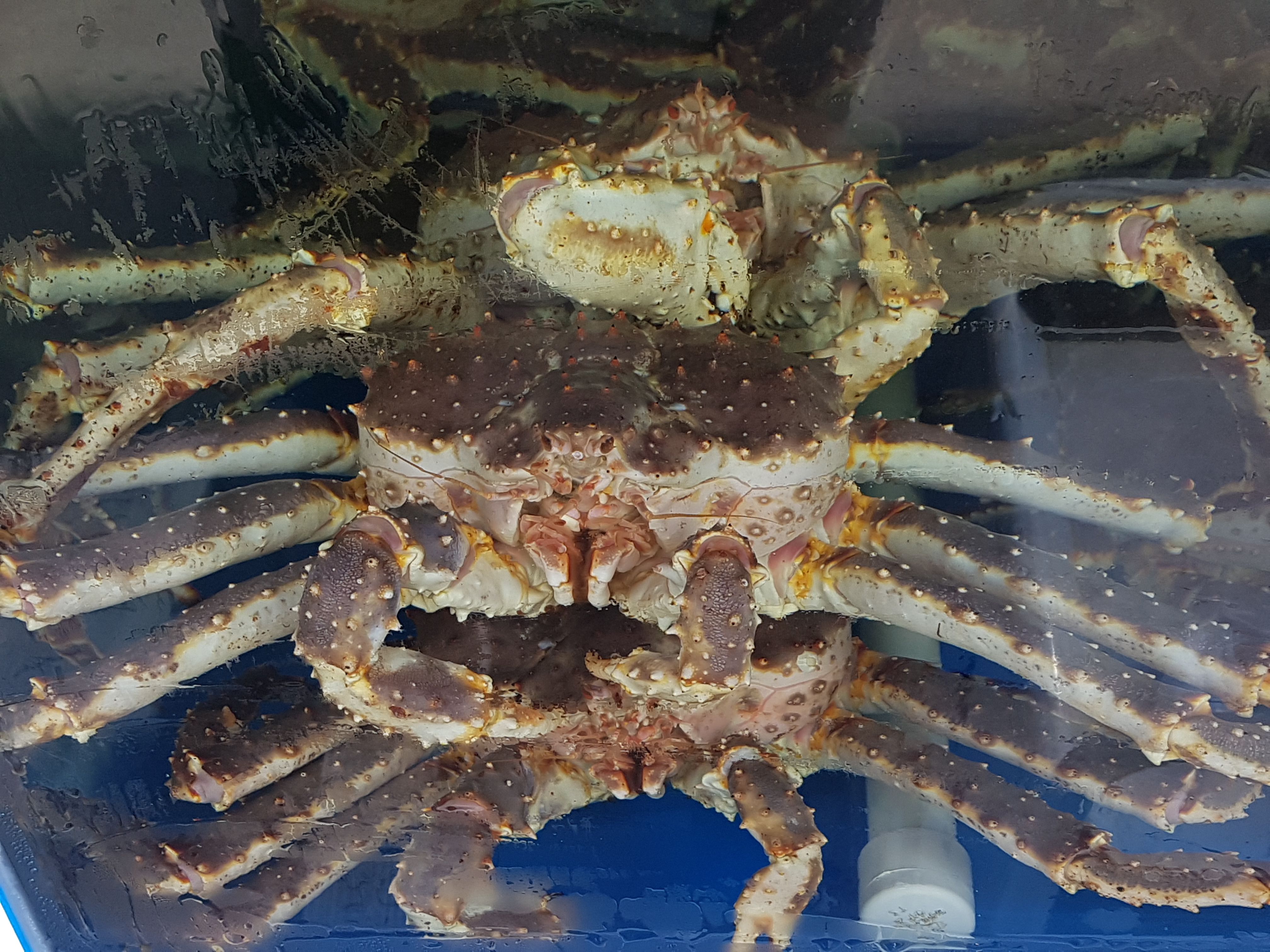 대성수산 대게직판점 창원점