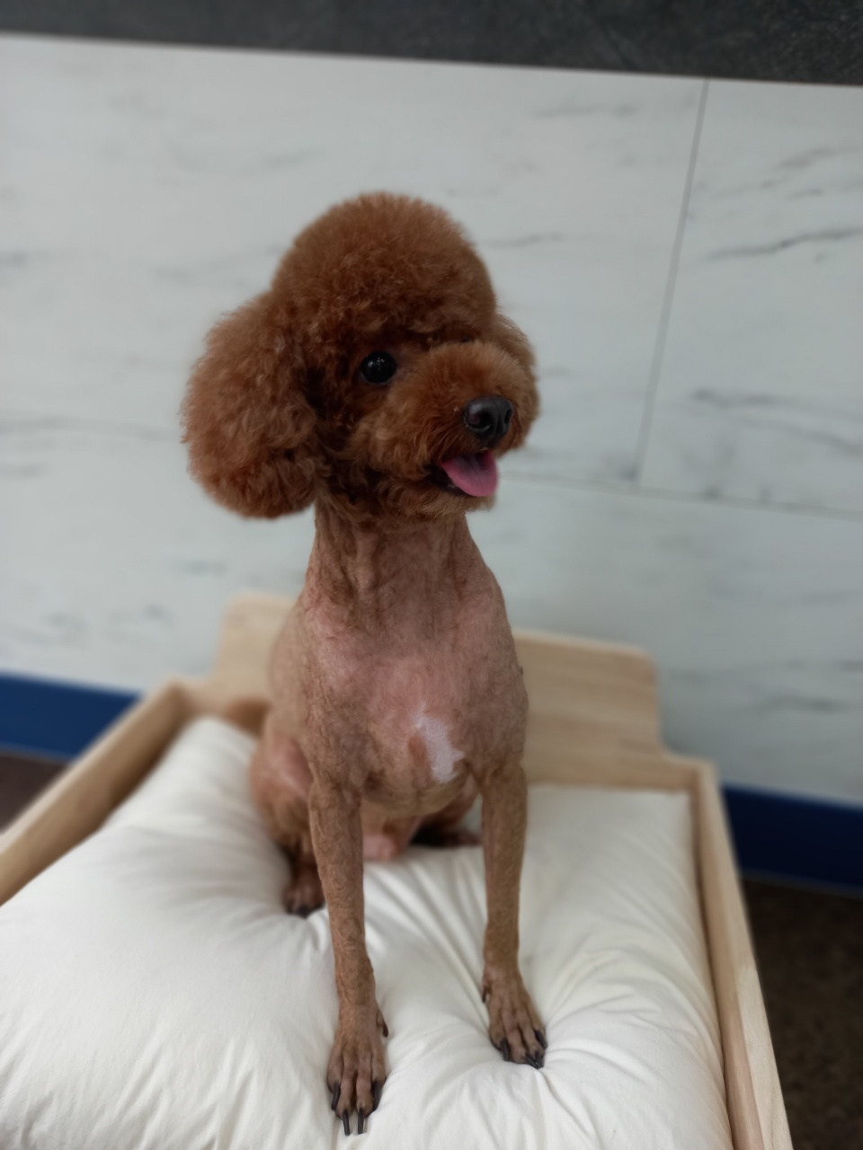 눈부시개 대표 이미지