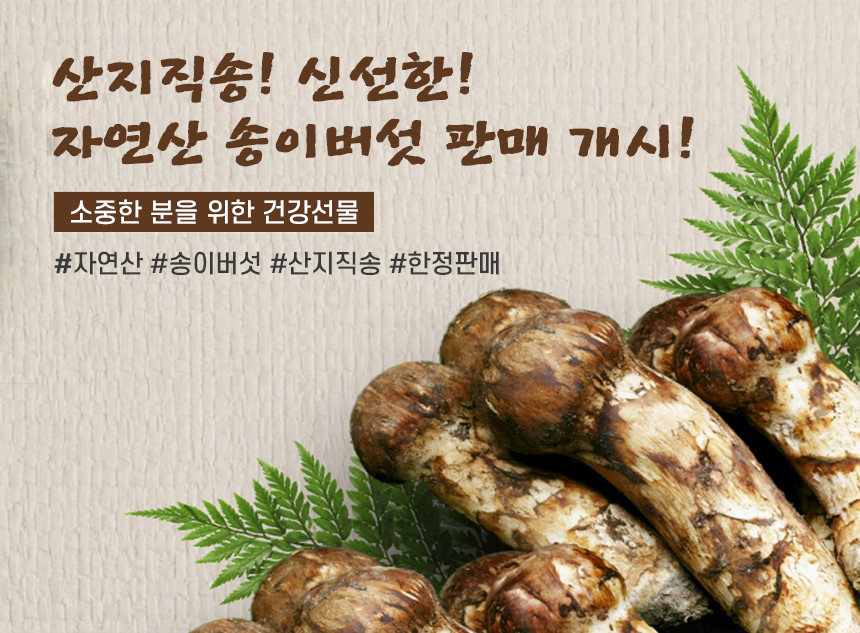 자연산 송이버섯 할인매장