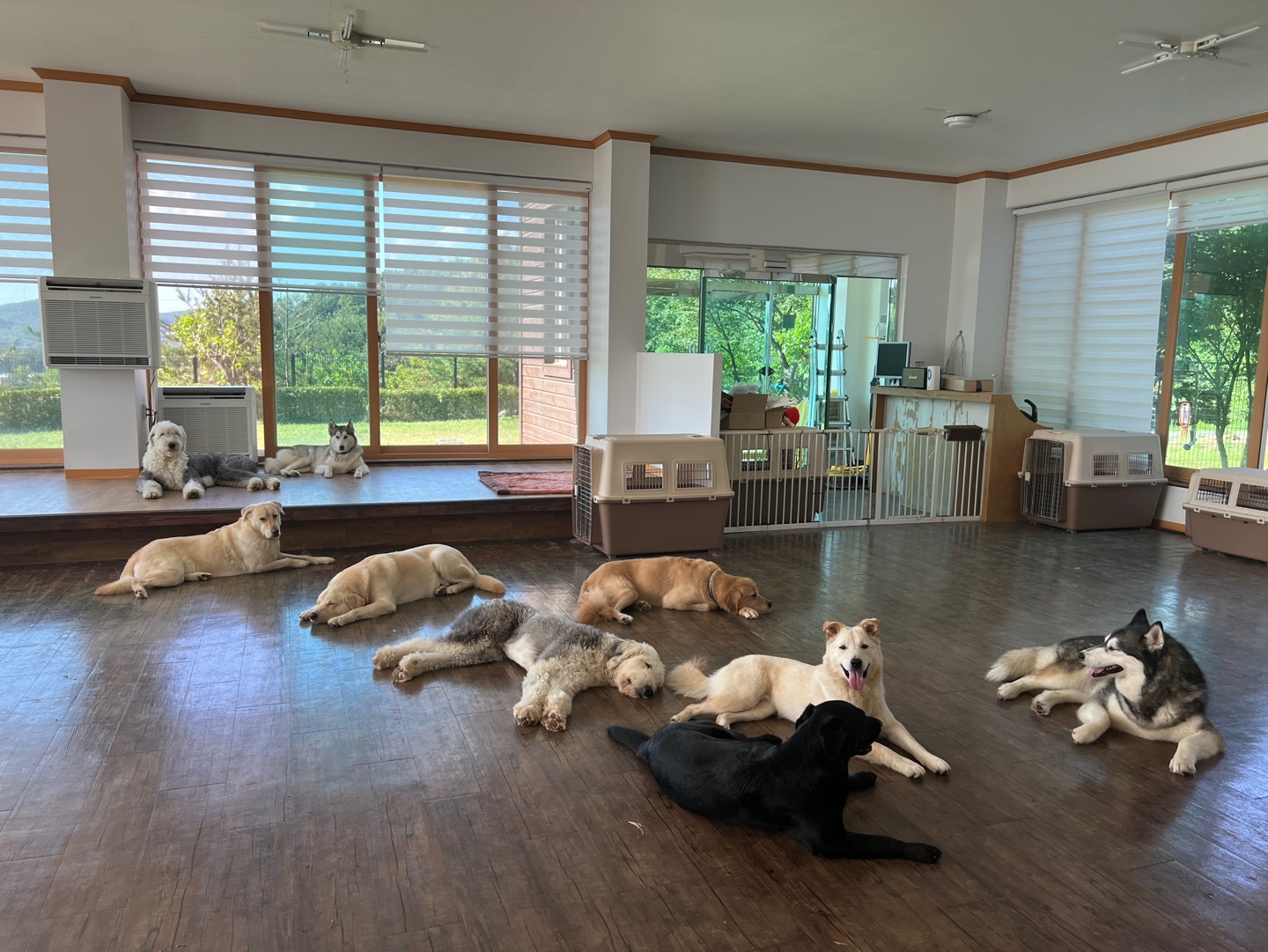 댄싱도그 중형견 대형견 애견 호텔 유치원 대표 이미지