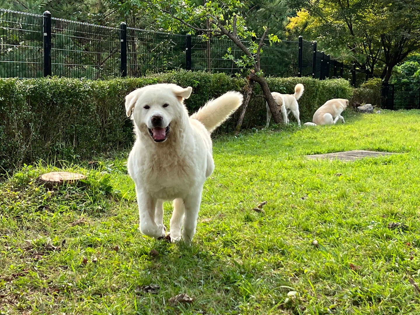 댄싱도그 대표 이미지