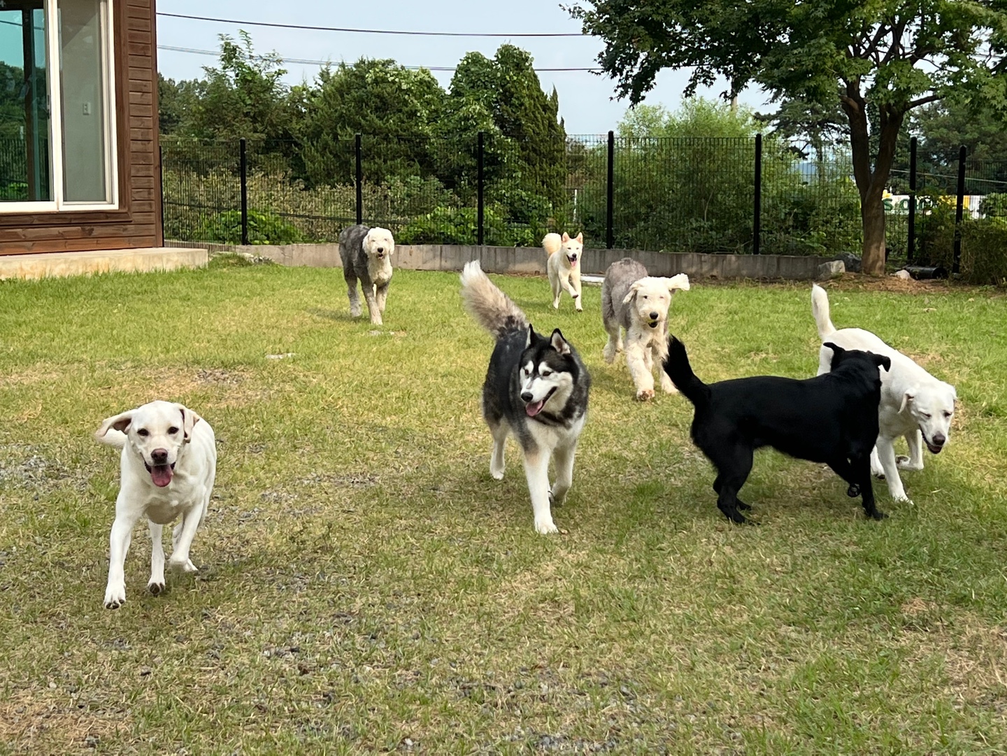 댄싱도그 대표 이미지