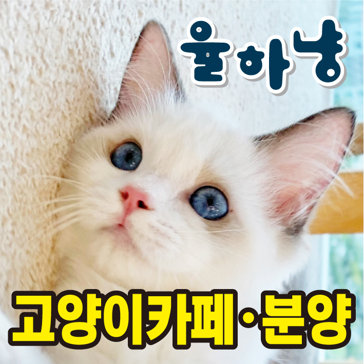 율하냥