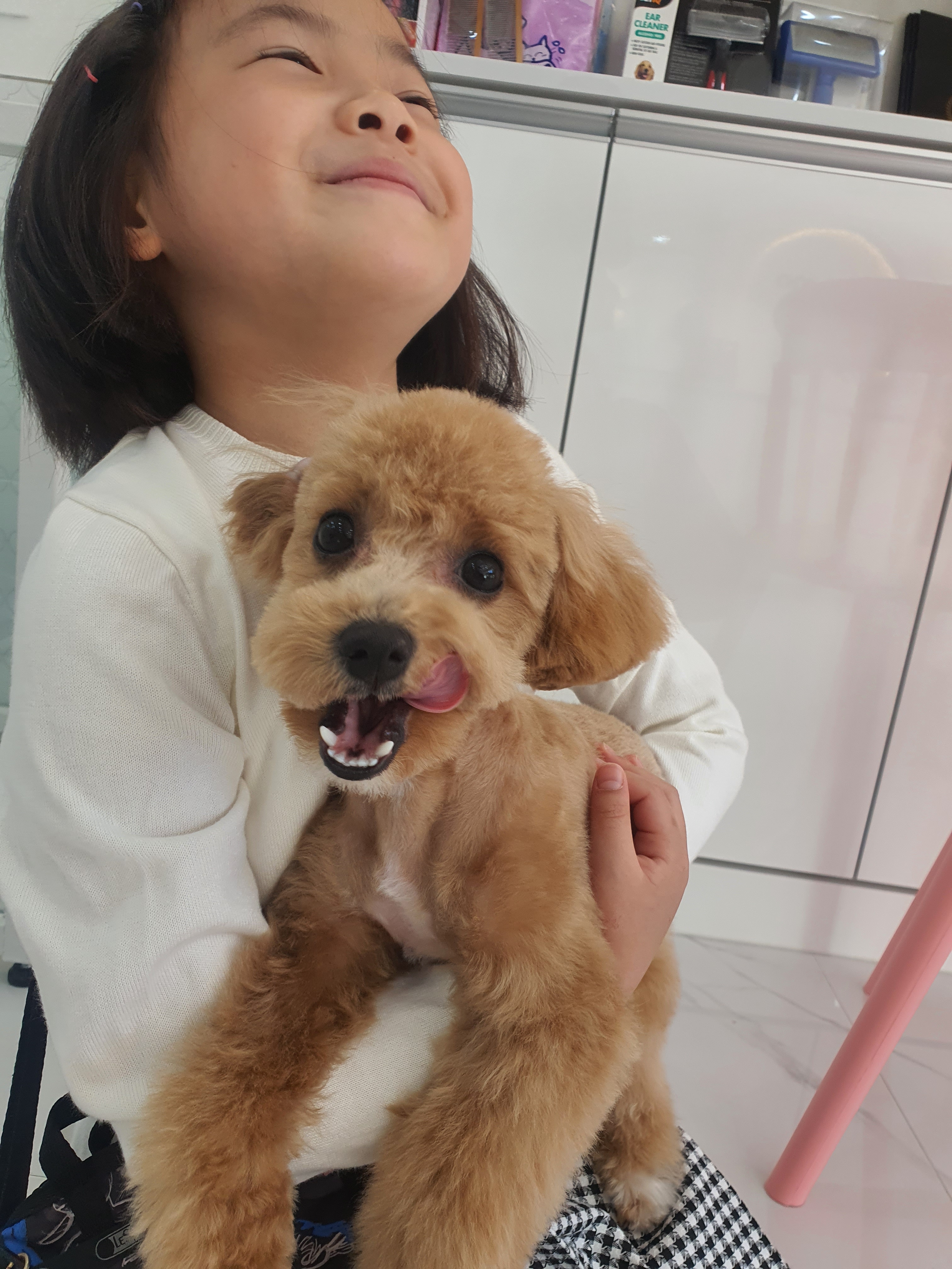 주주펫살롱