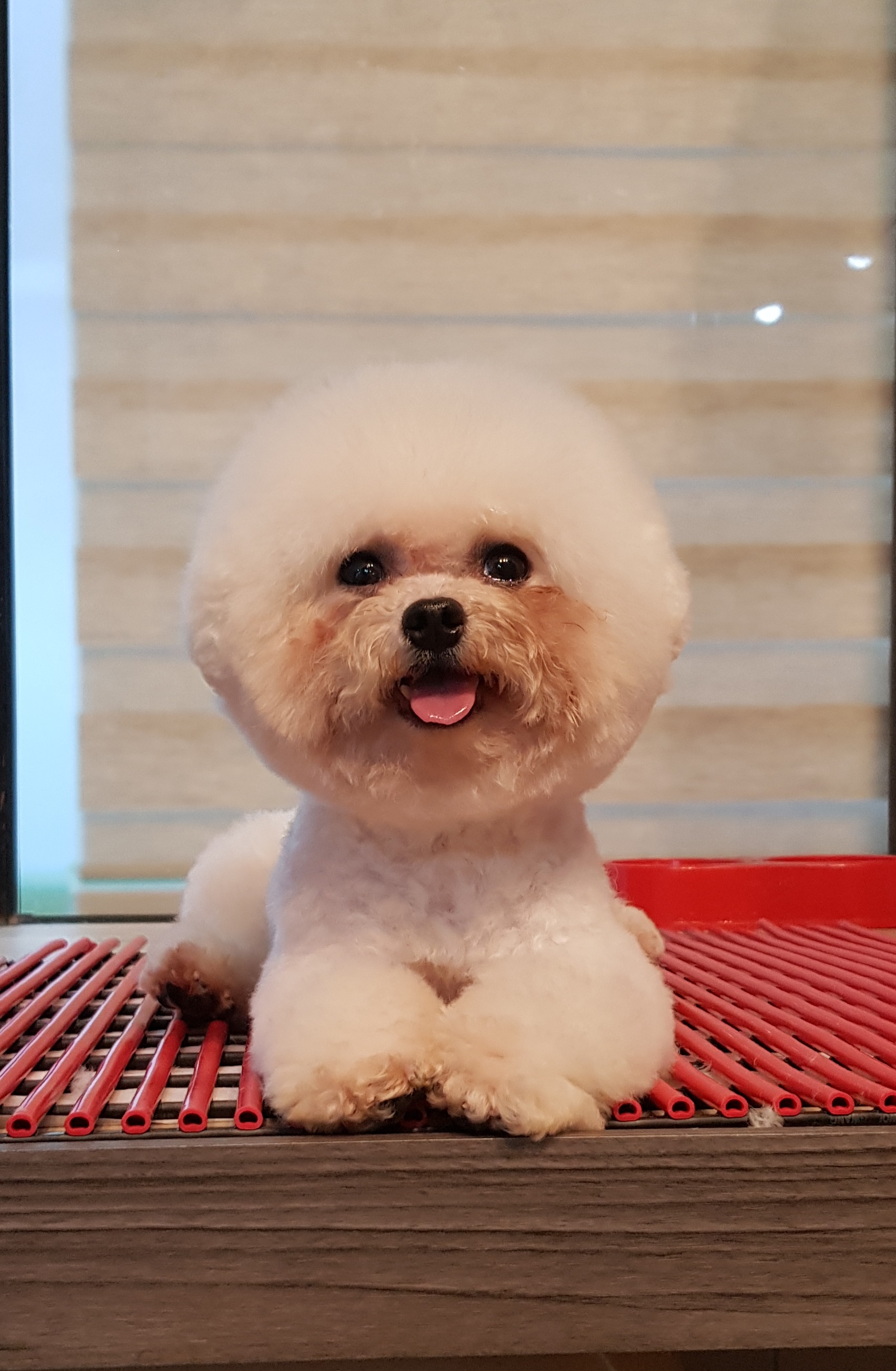 충남 예산군 애견용품 전문업체 추천 강아지스카프 애견용품샵 강아지목줄 강아지쿨나시 강아지쿨조끼 개최고