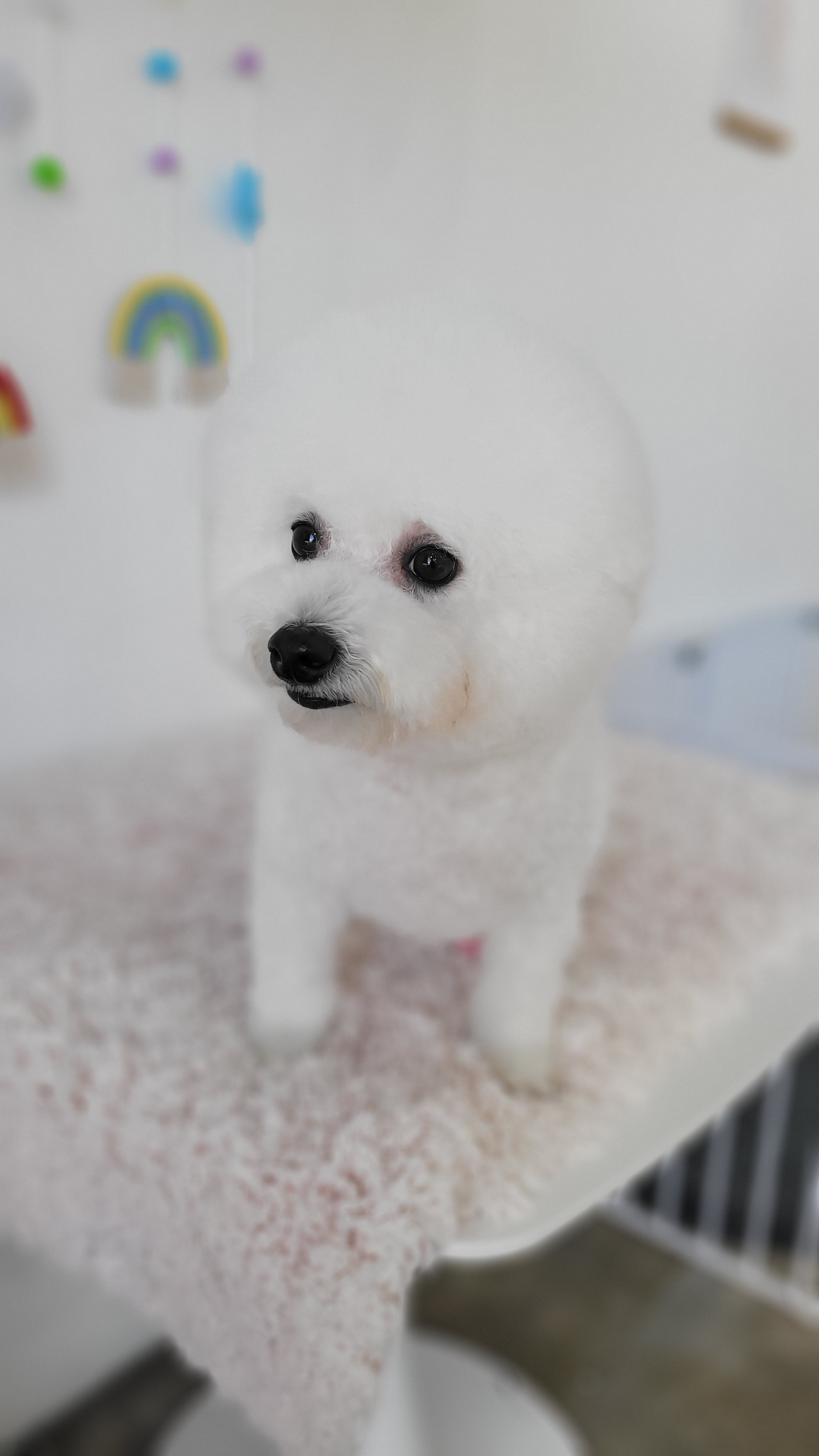 개로만족 대표 이미지