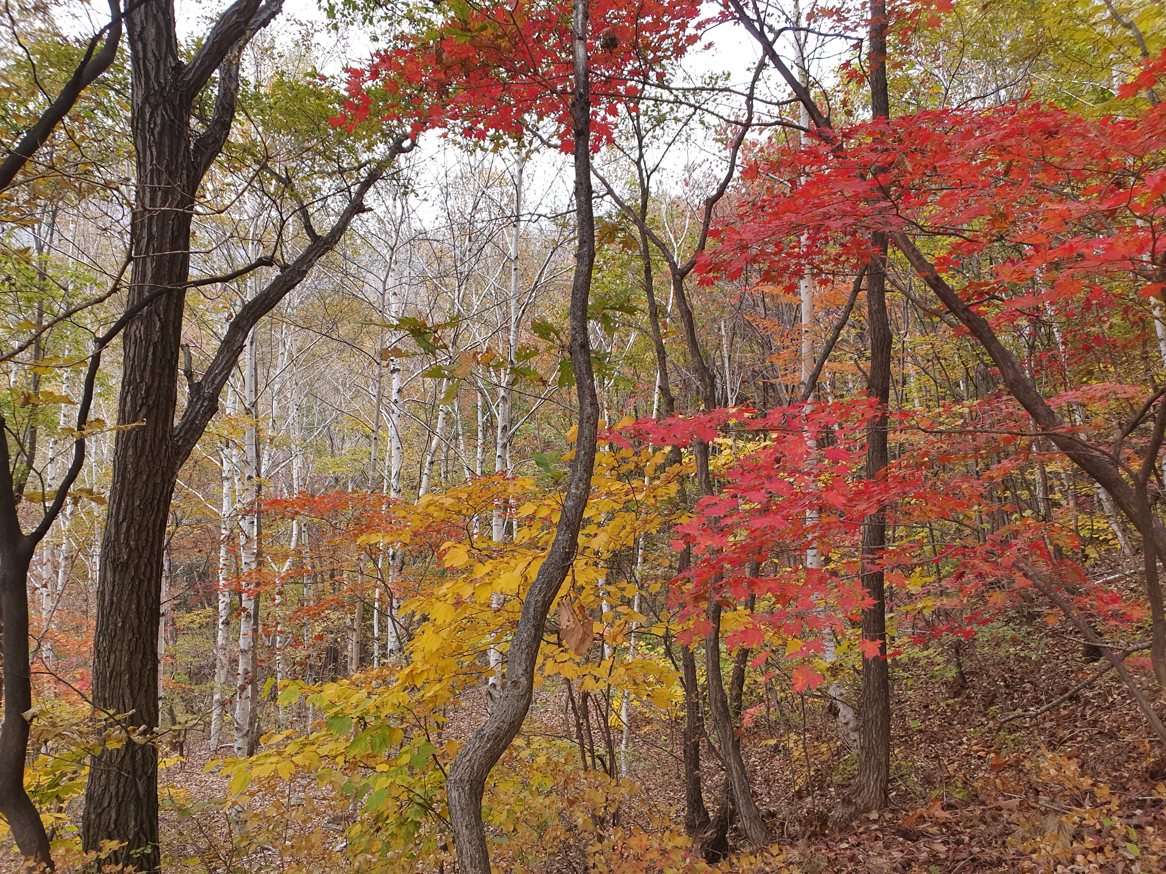 용문산그린펜션