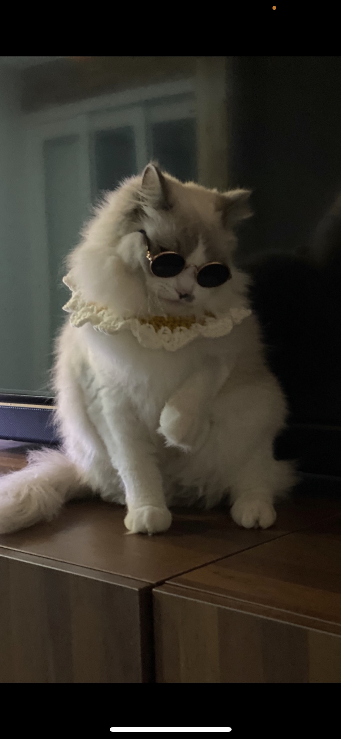 제니네 대표 이미지