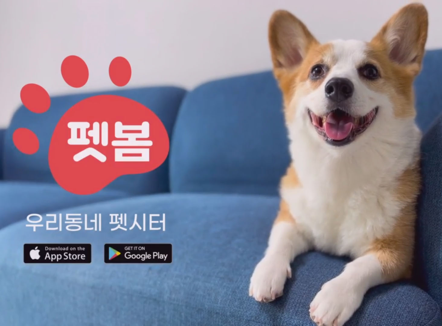 펫봄 대표 이미지