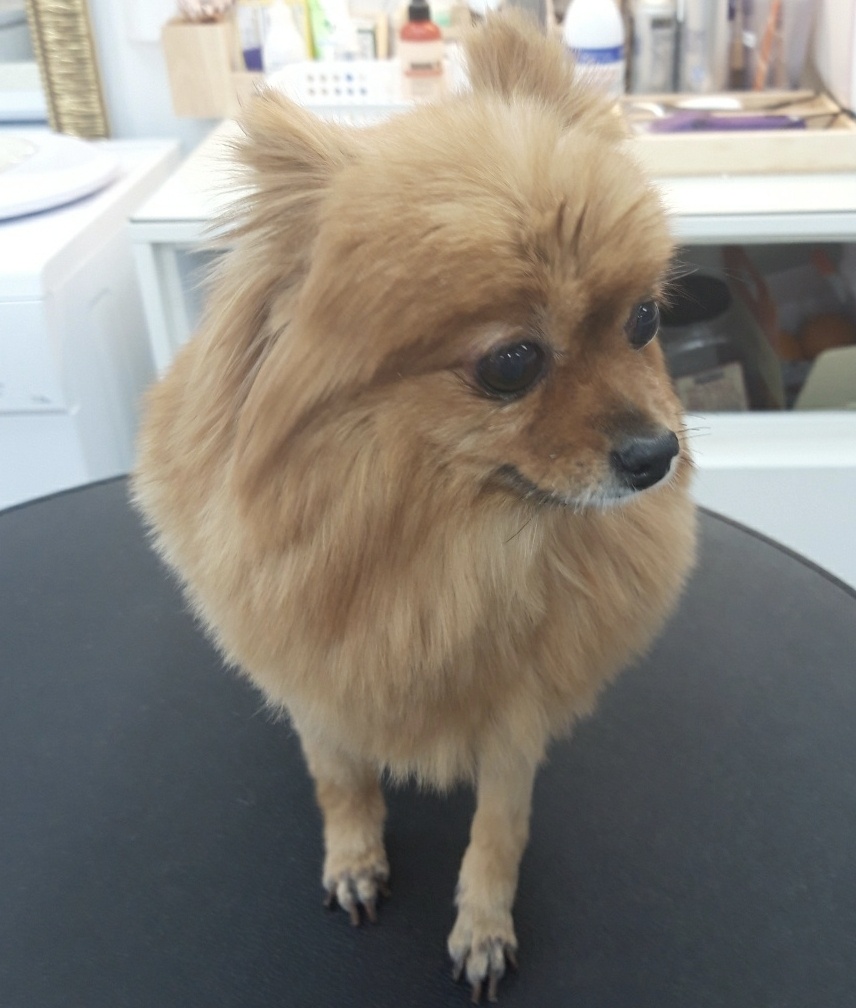 김제강아지 대표 이미지