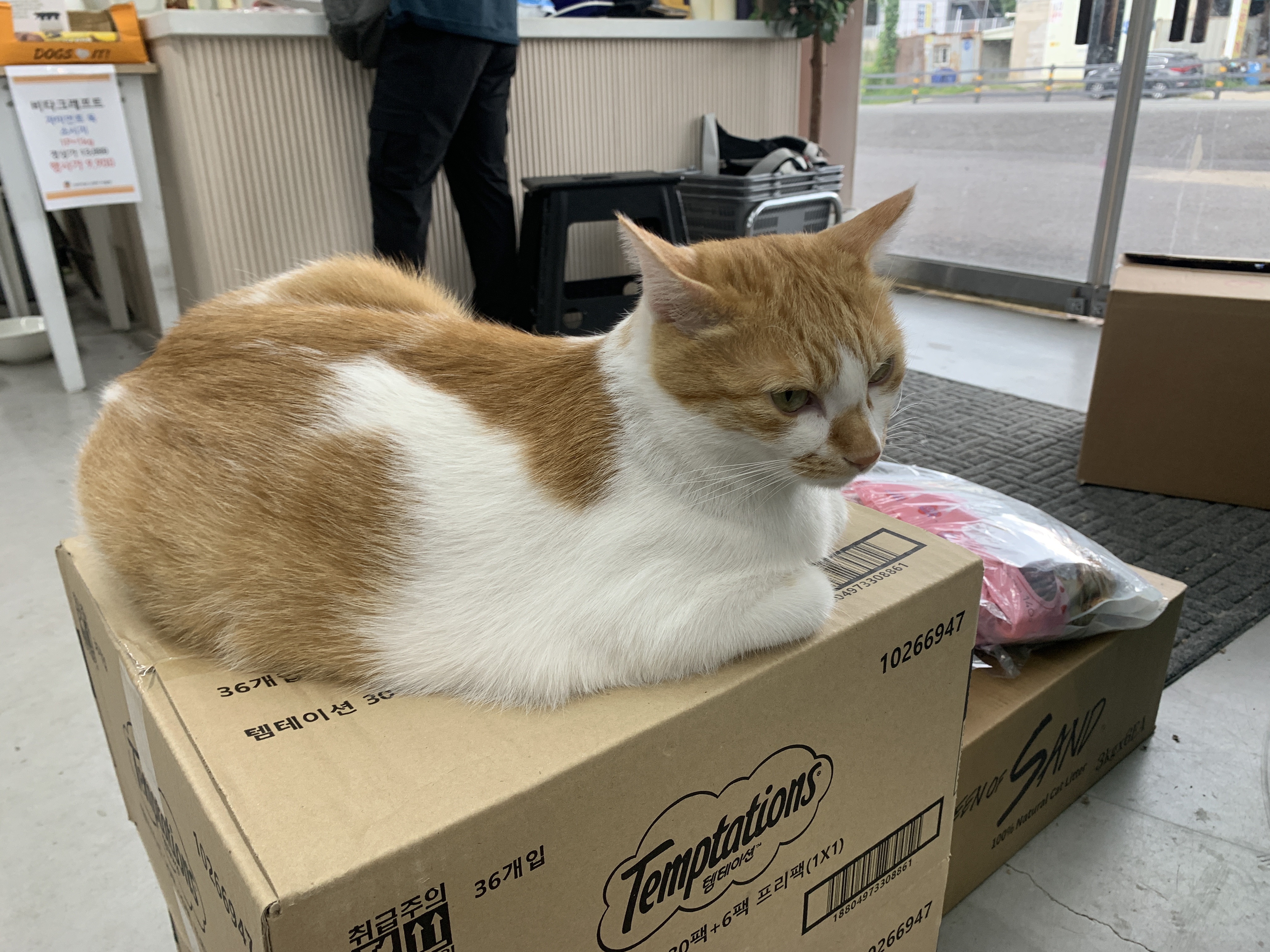 강아지와고양이아울렛 포천내촌점 대표 이미지