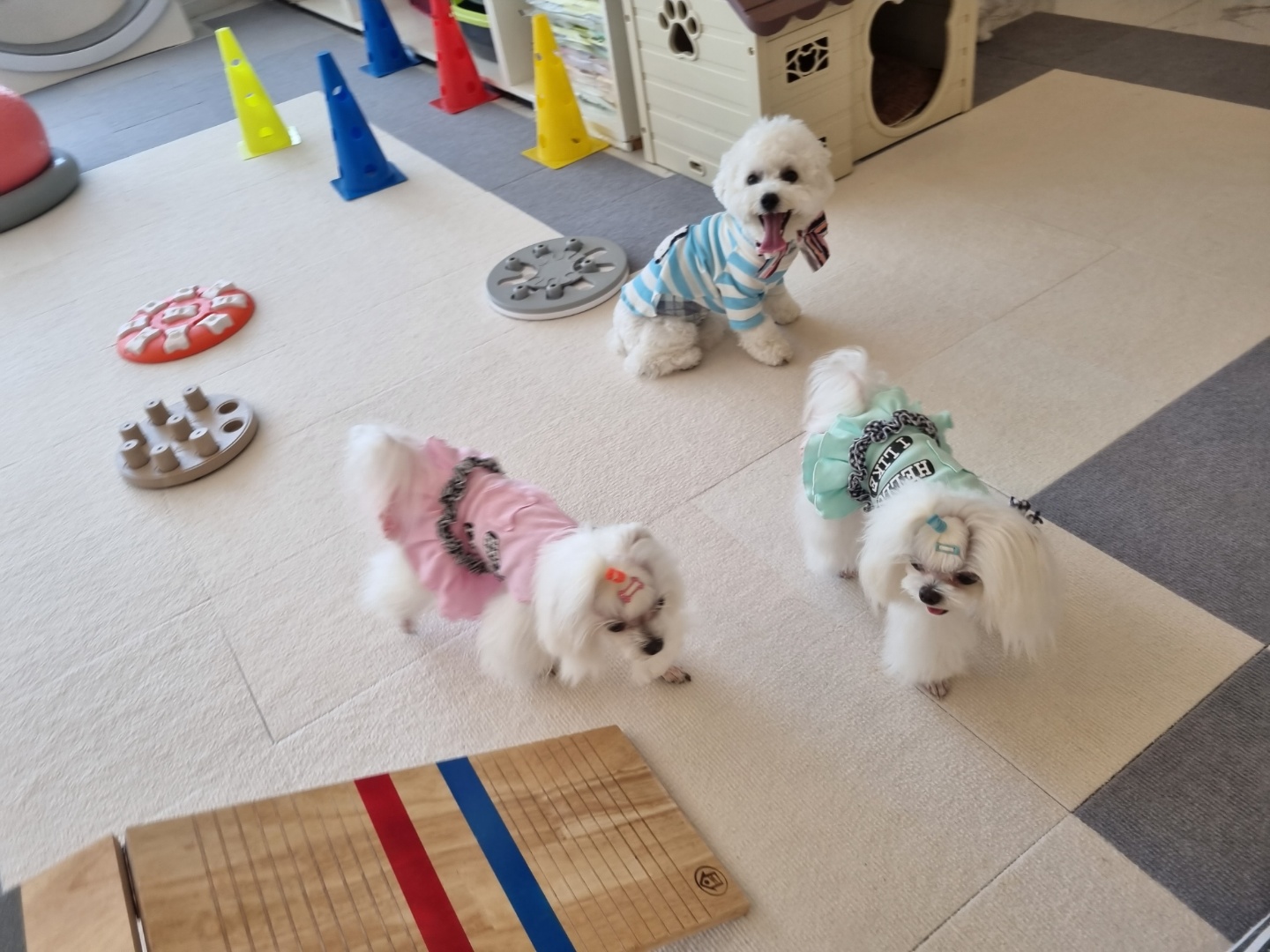 소유펫 대표 이미지