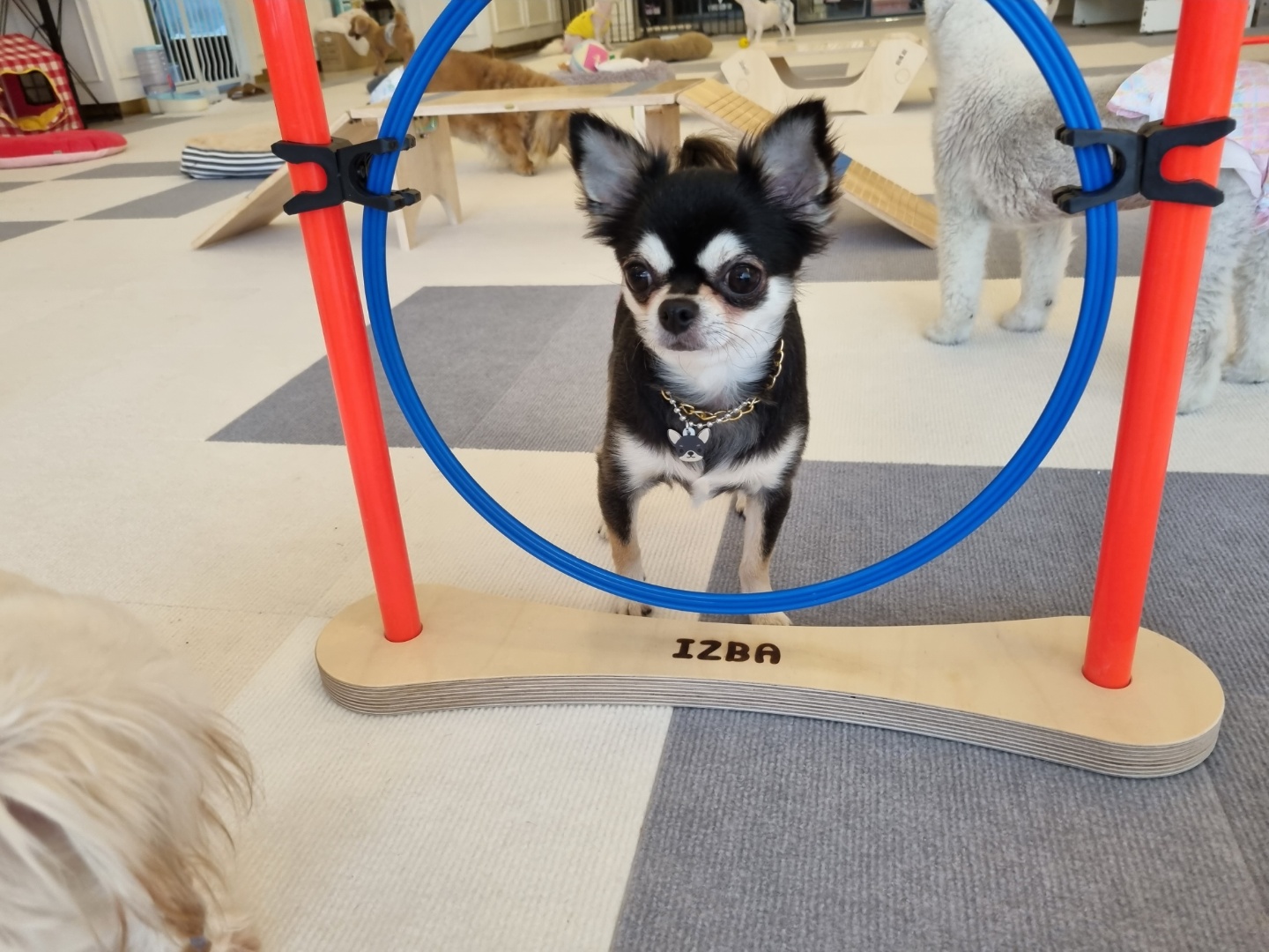 소유펫 대표 이미지