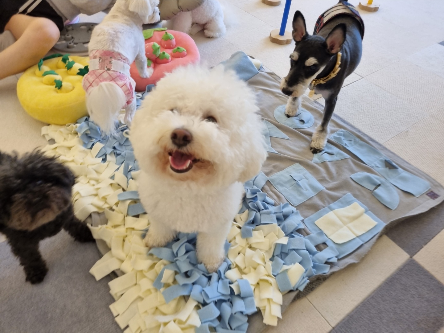 소유 애견미용 광주점 대표 이미지