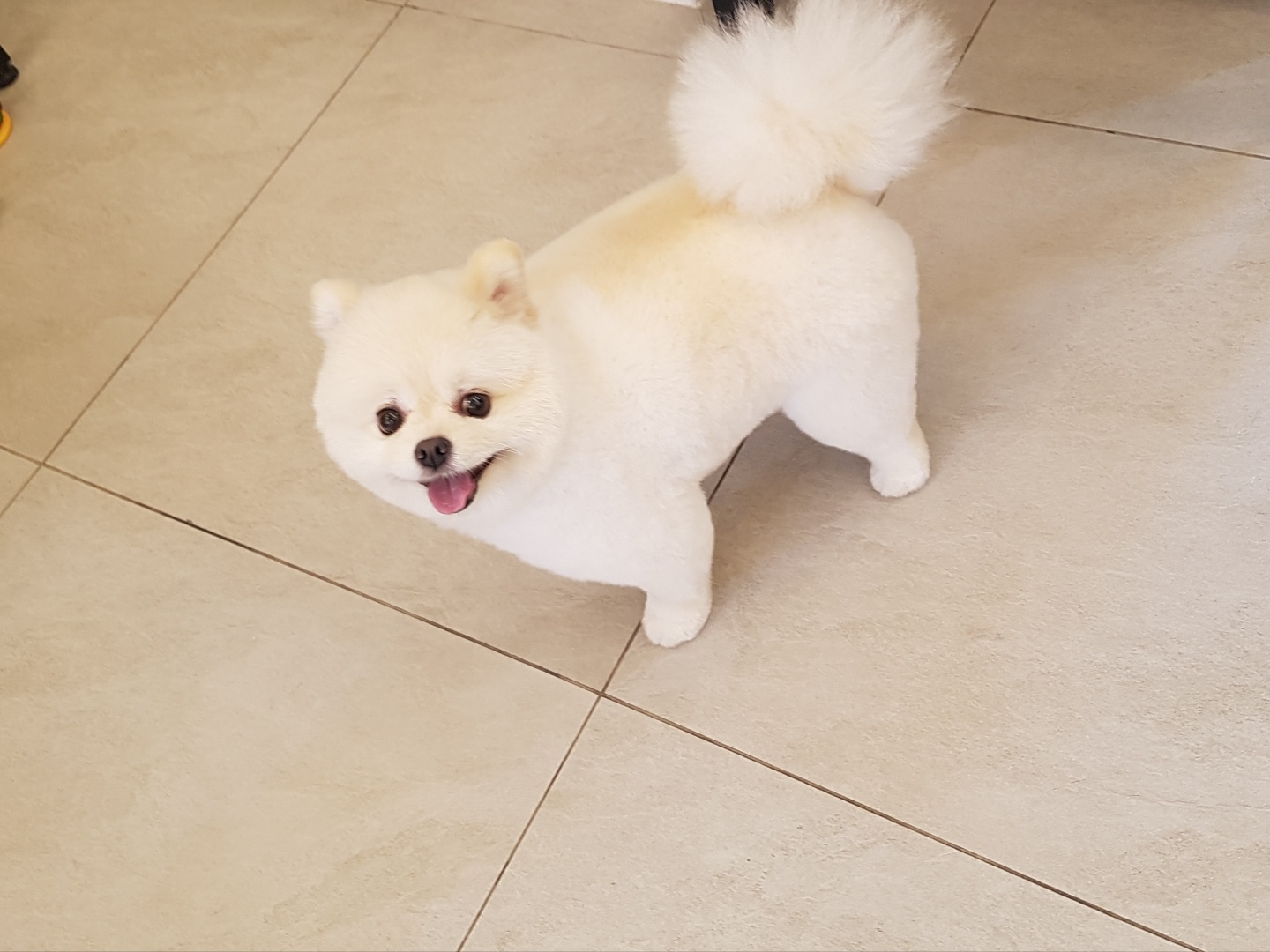강아지 산책