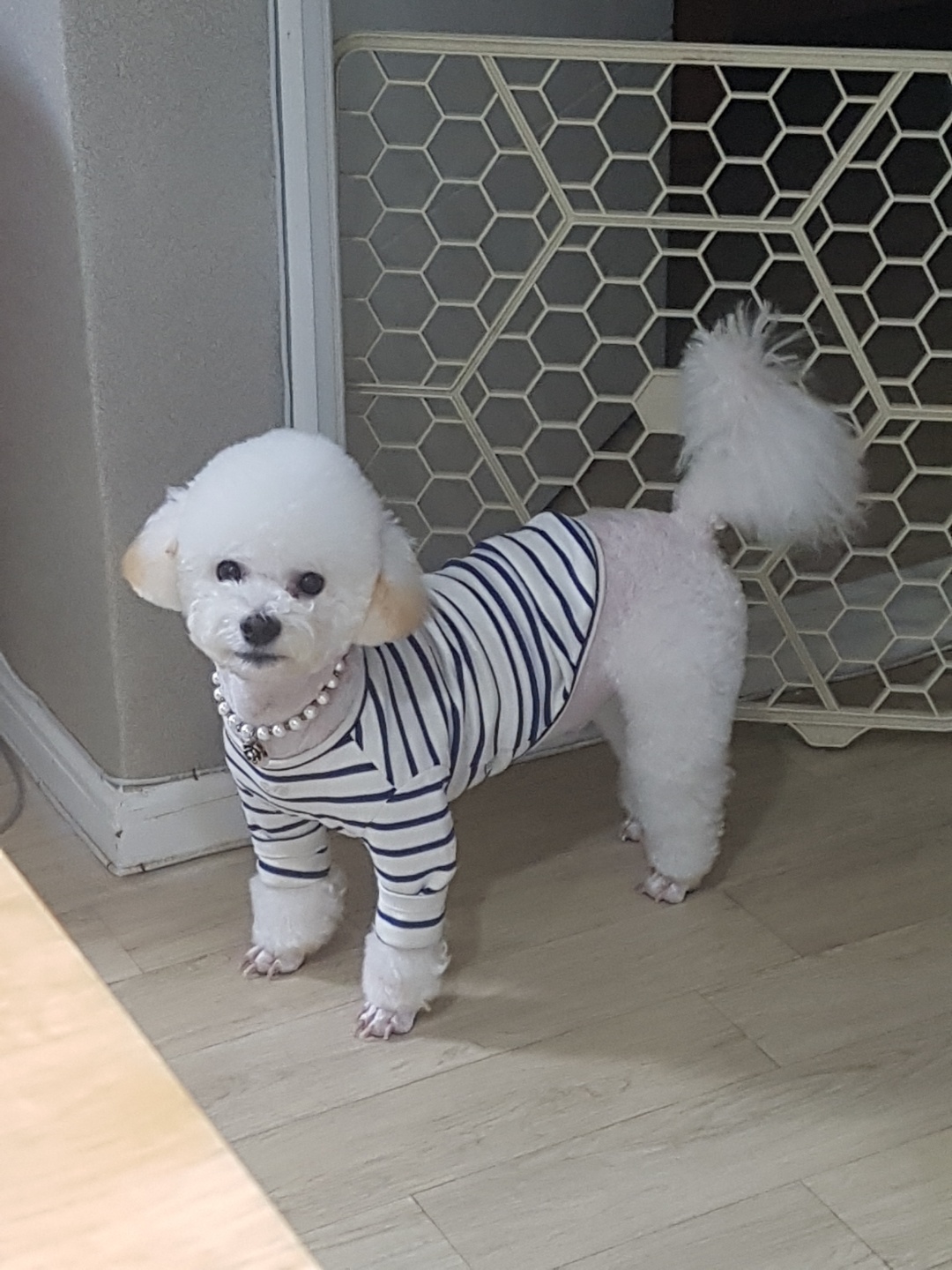 강아지 산책 대표 이미지