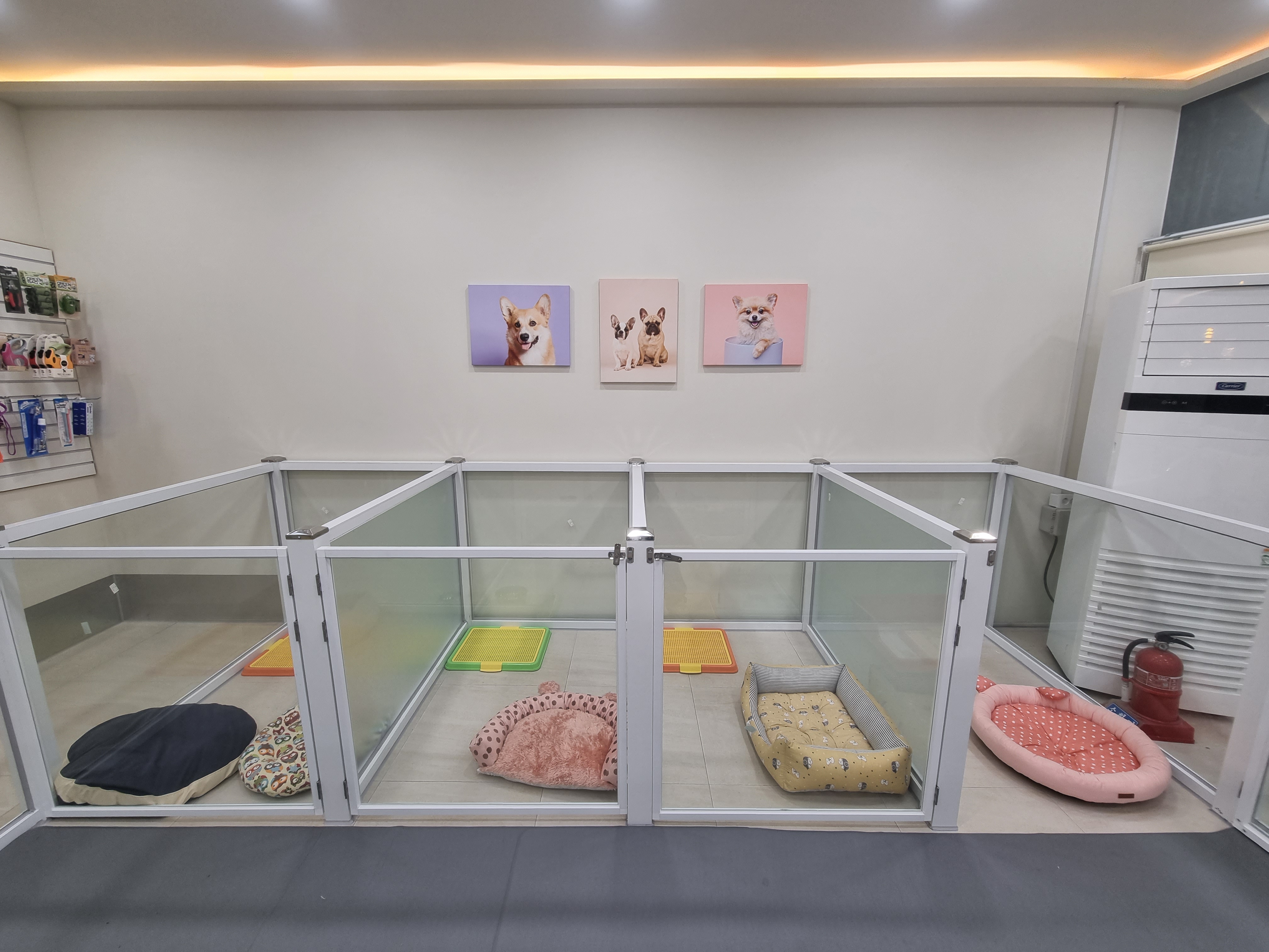 강아지 산책 대표 이미지
