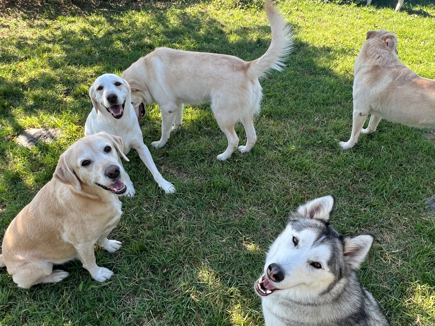 댄싱도그 중형견 대형견 애견 호텔 유치원 대표 이미지