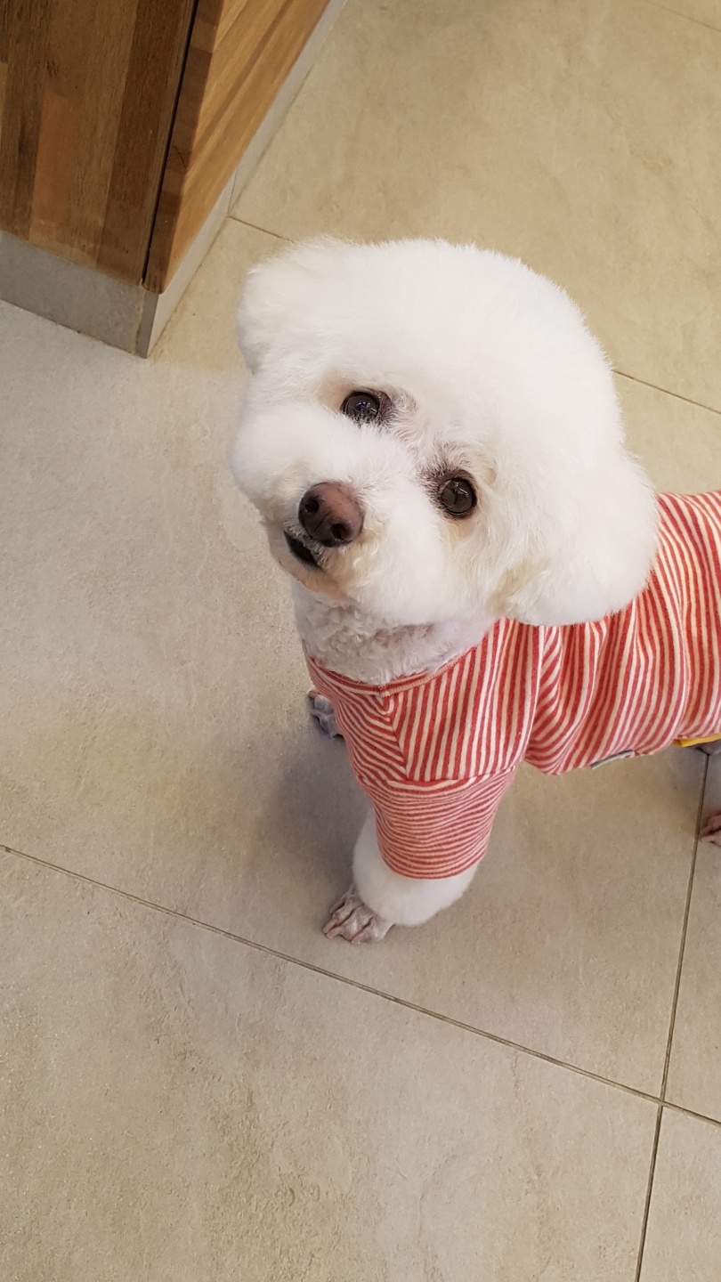 강아지 산책 대표 이미지
