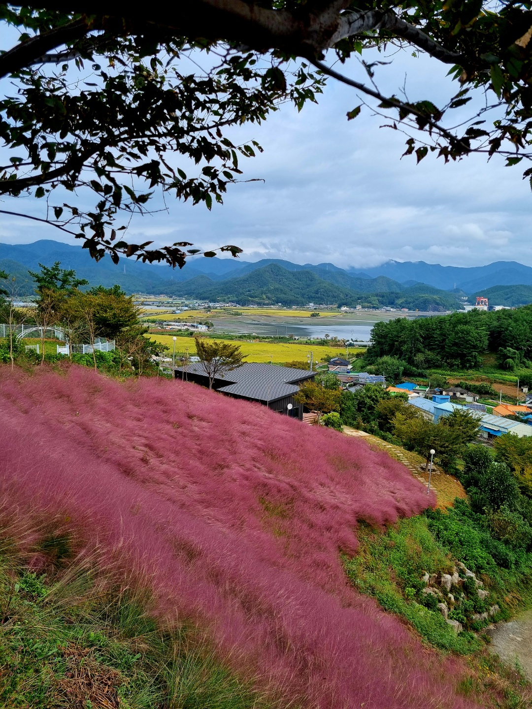도그필드 대표 이미지