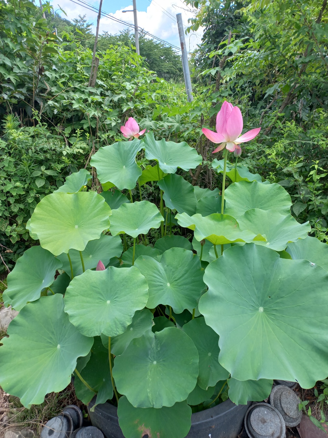 회동한정식