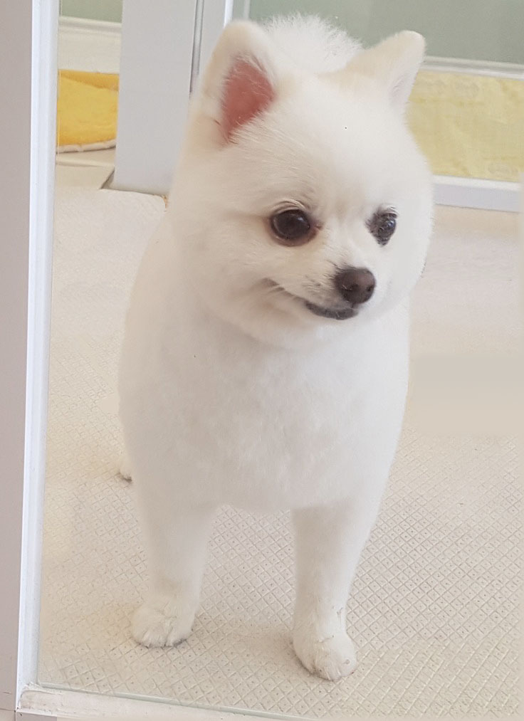 강아지 산책 대표 이미지