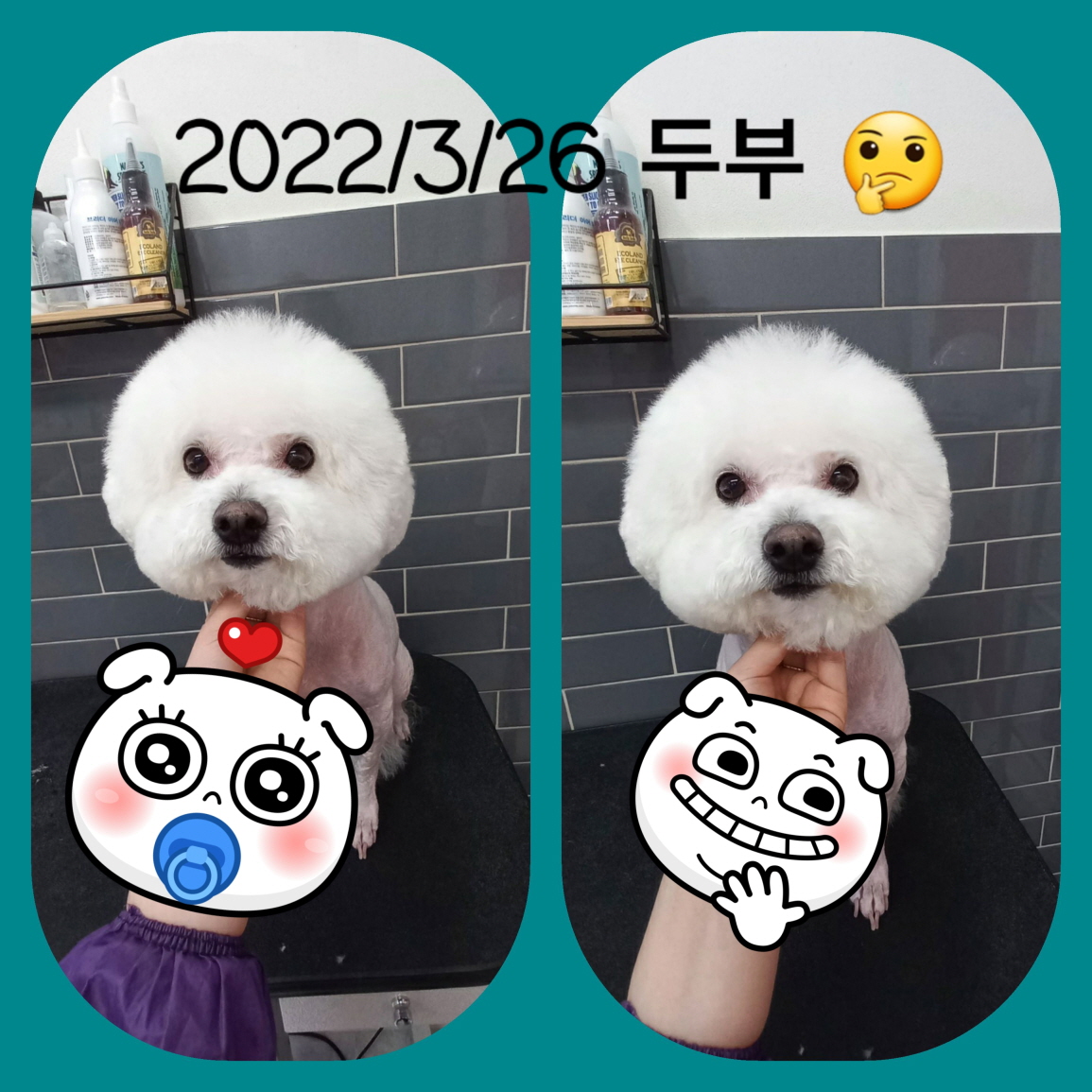 댕댕이 미용실 대표 이미지