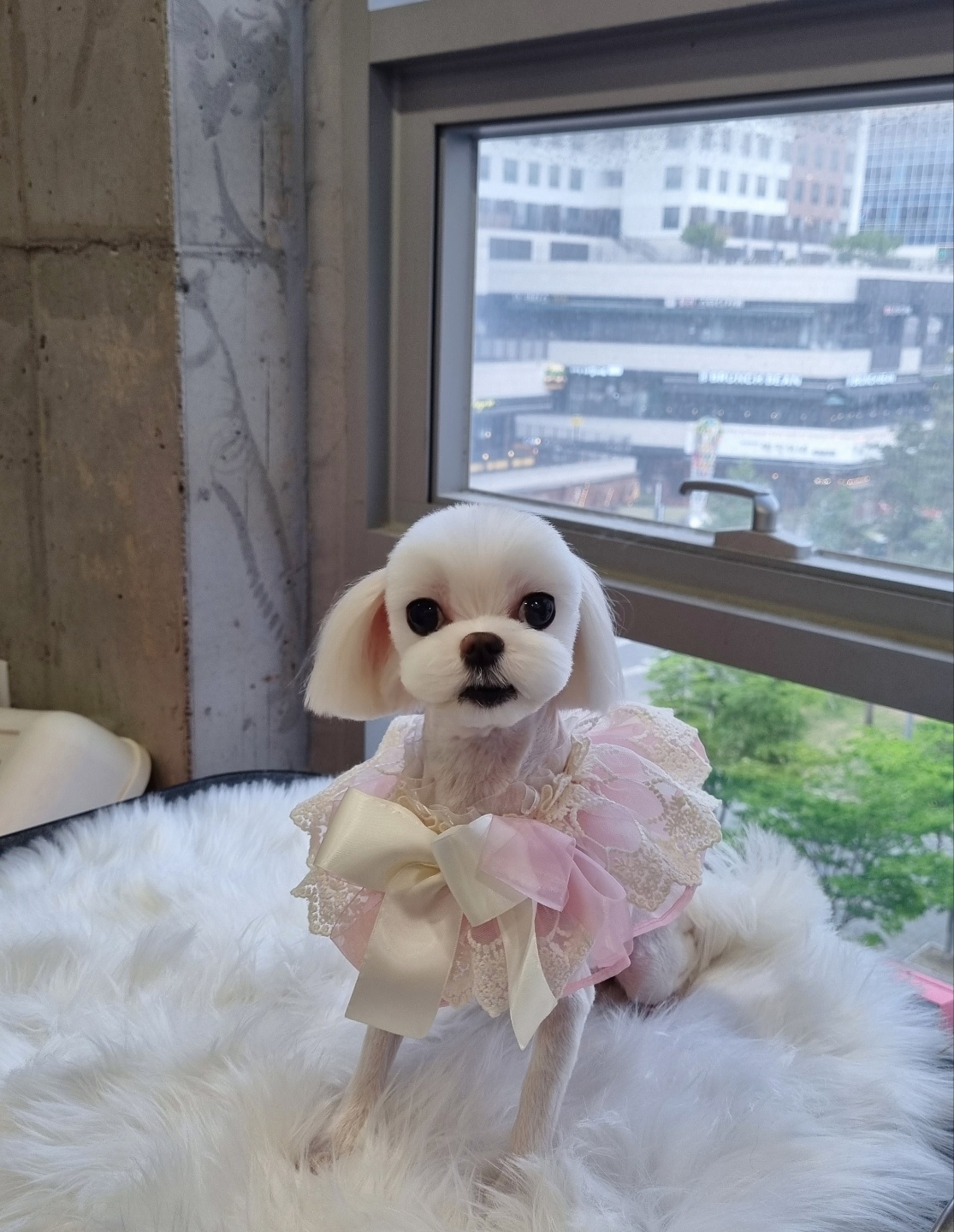 그루밍몽몽_애견미용 대표 이미지