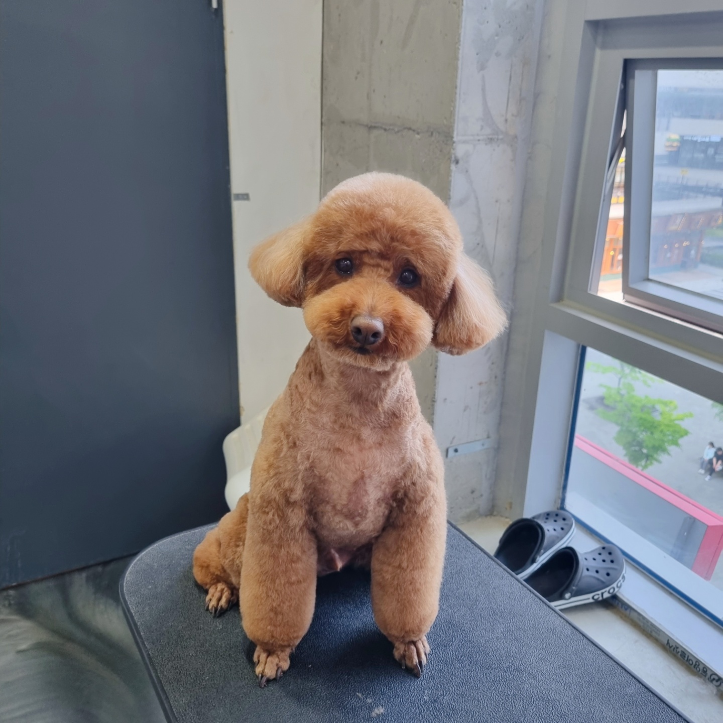 그루밍몽몽_애견미용 대표 이미지