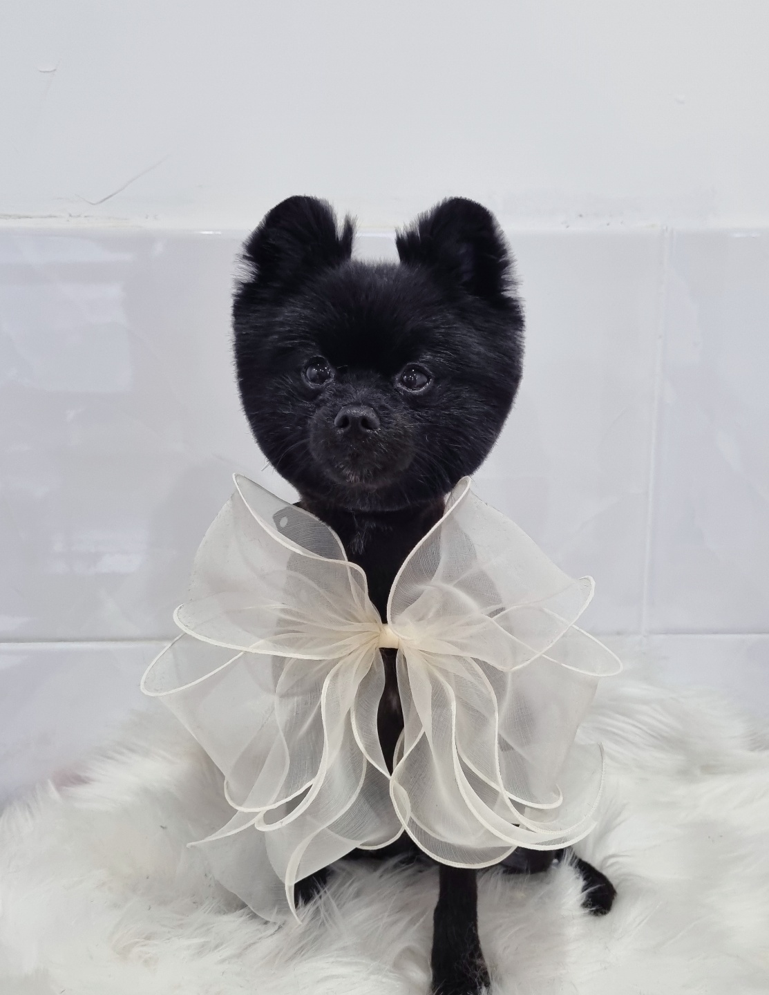 그루밍몽몽 대표 이미지