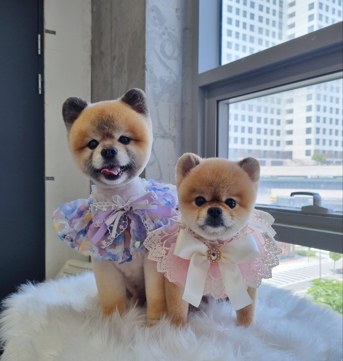 그루밍몽몽 대표 이미지