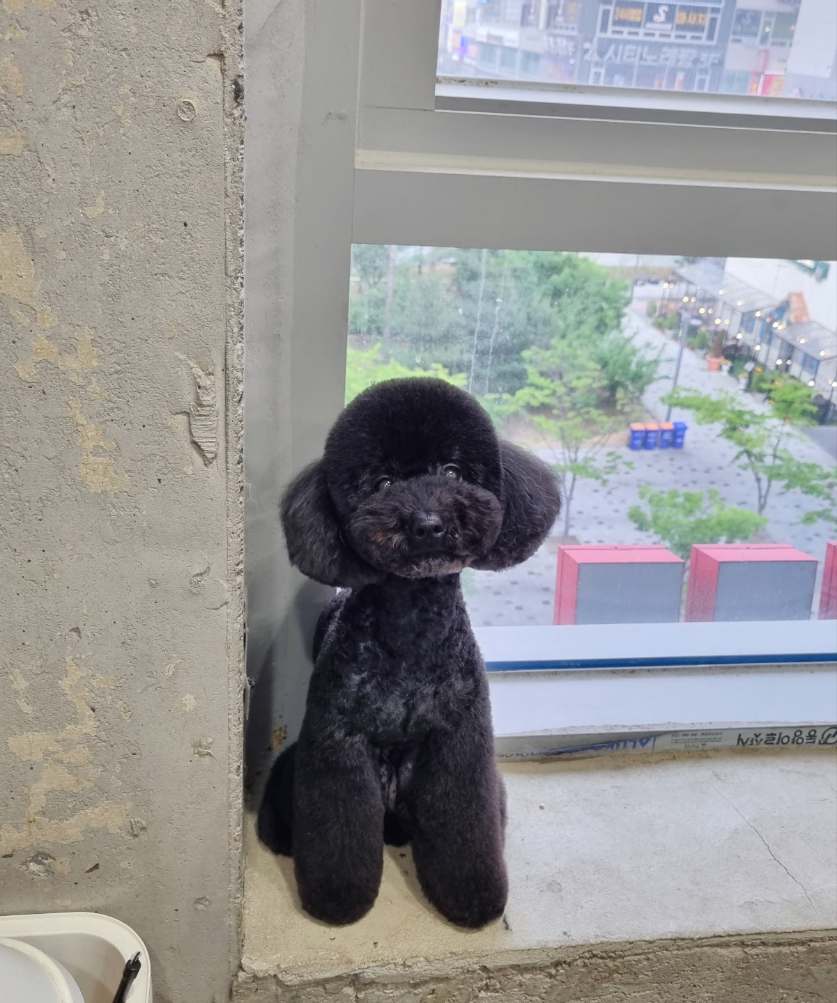 그루밍몽몽 애견미용 대표 이미지
