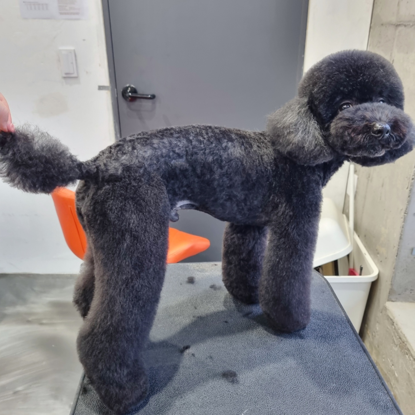 그루밍몽몽 대표 이미지