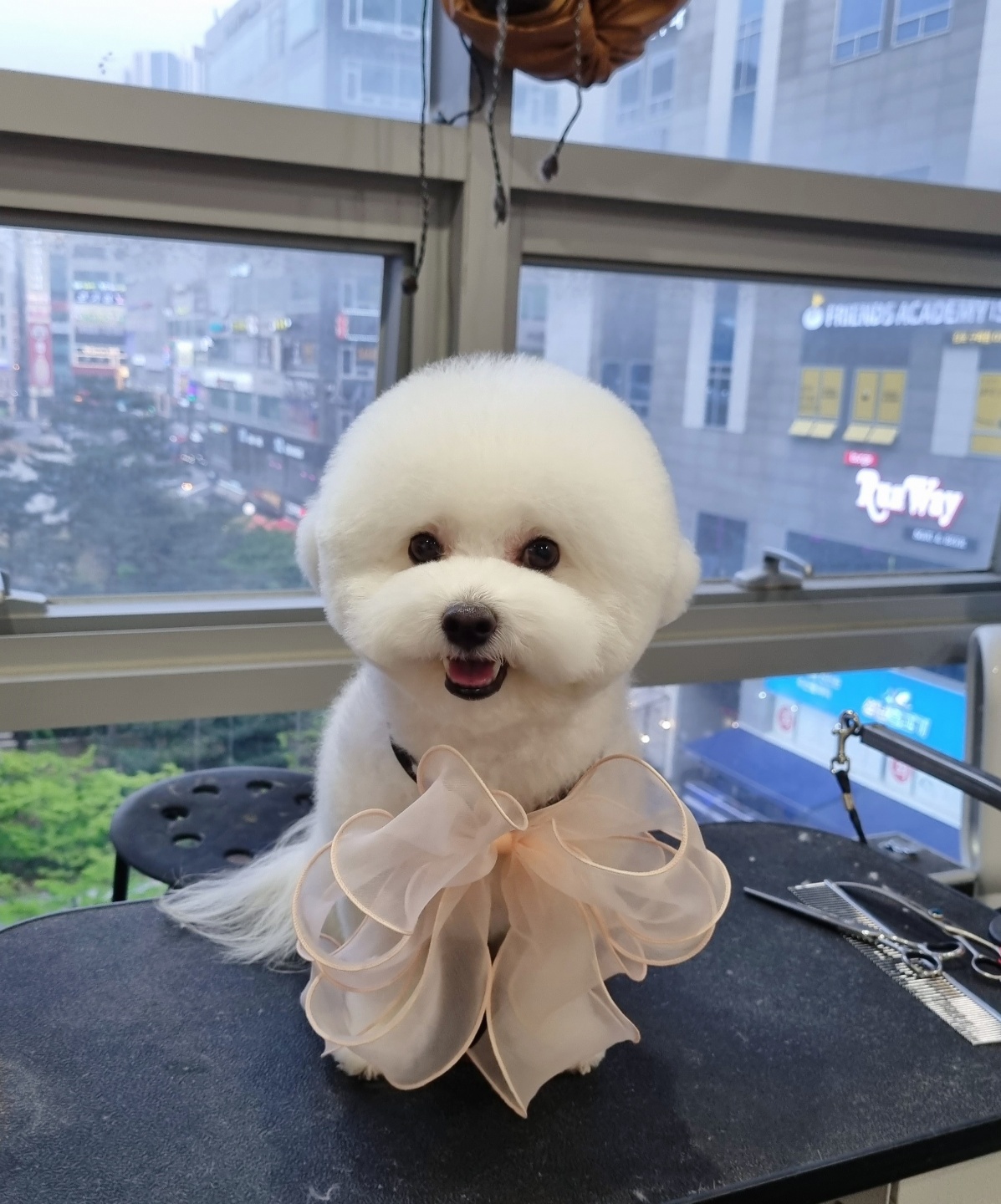 그루밍몽몽_애견미용 대표 이미지