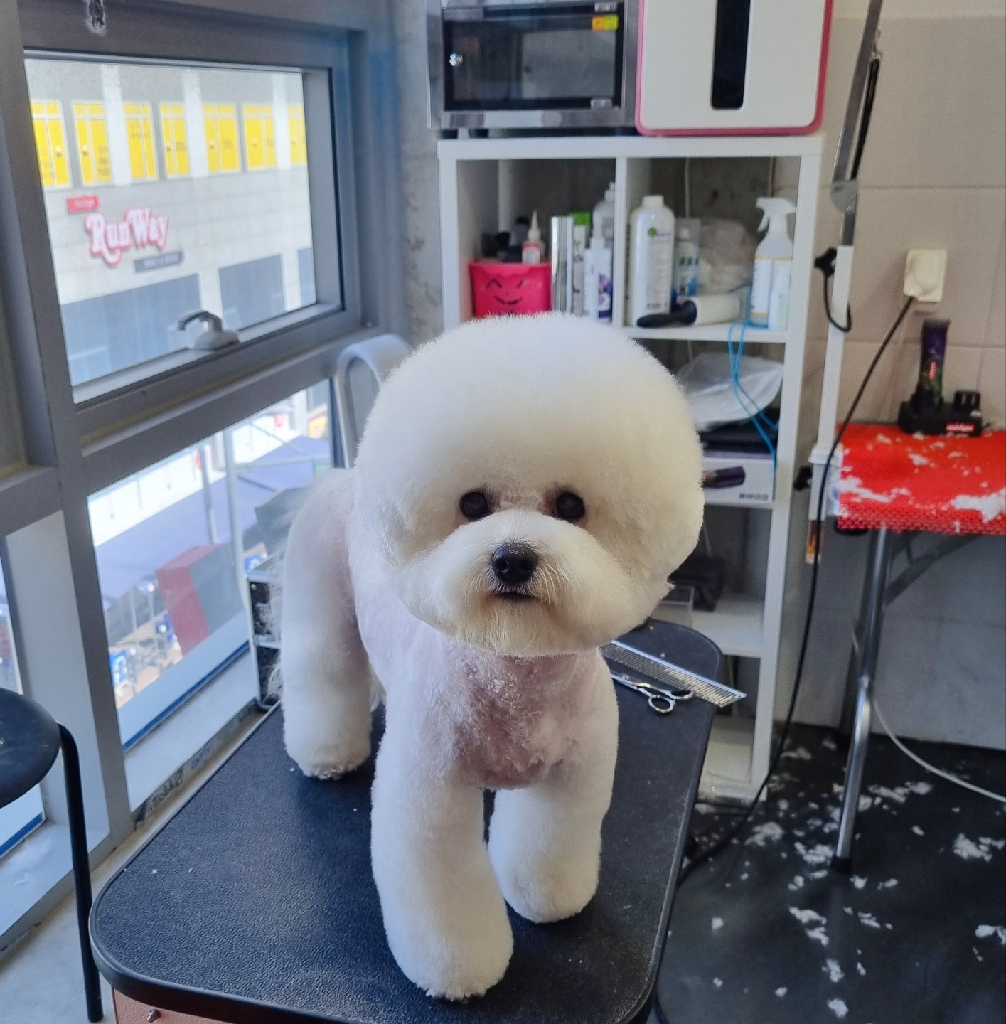 그루밍몽몽_애견미용 대표 이미지