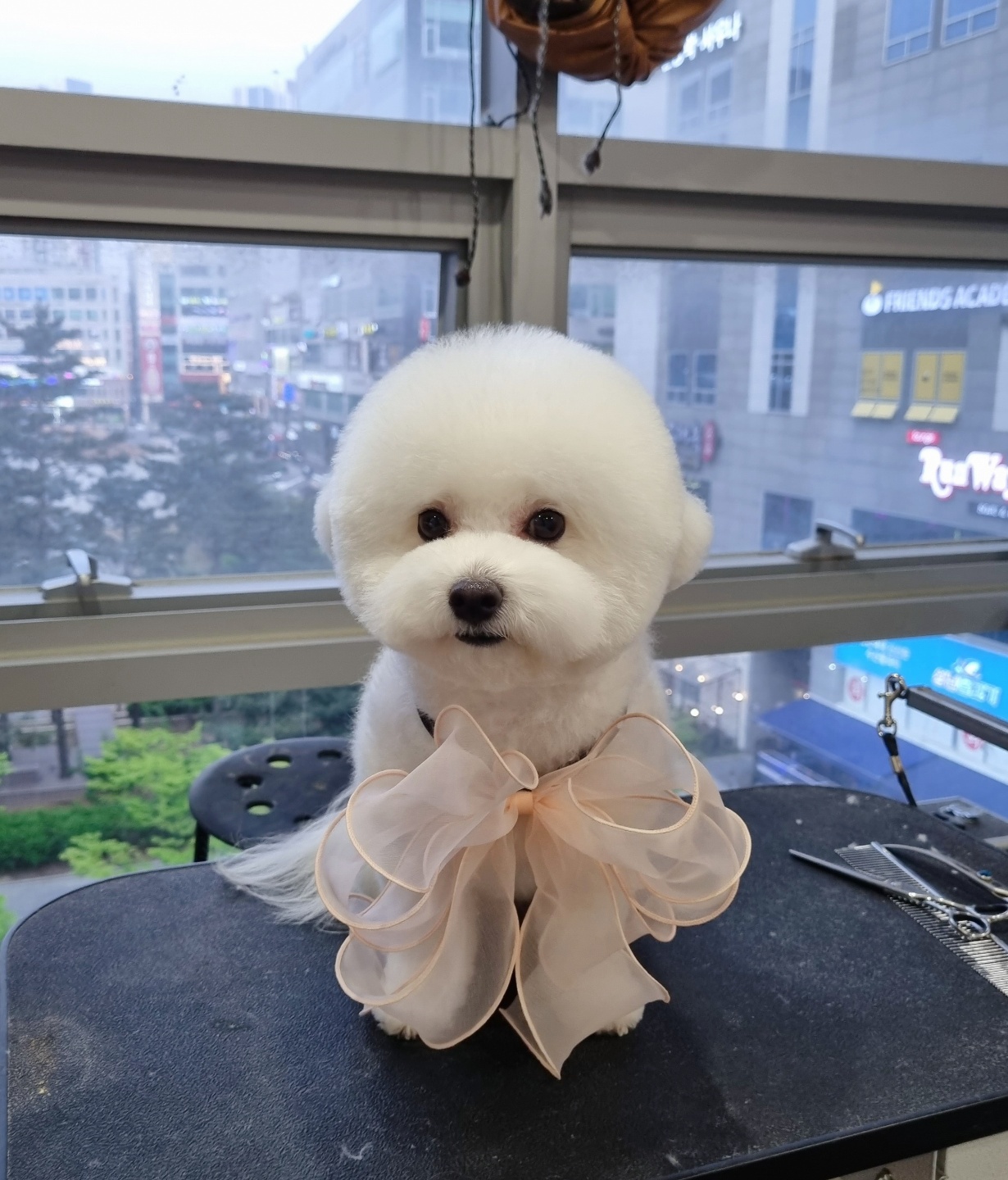 그루밍몽몽_애견미용 대표 이미지