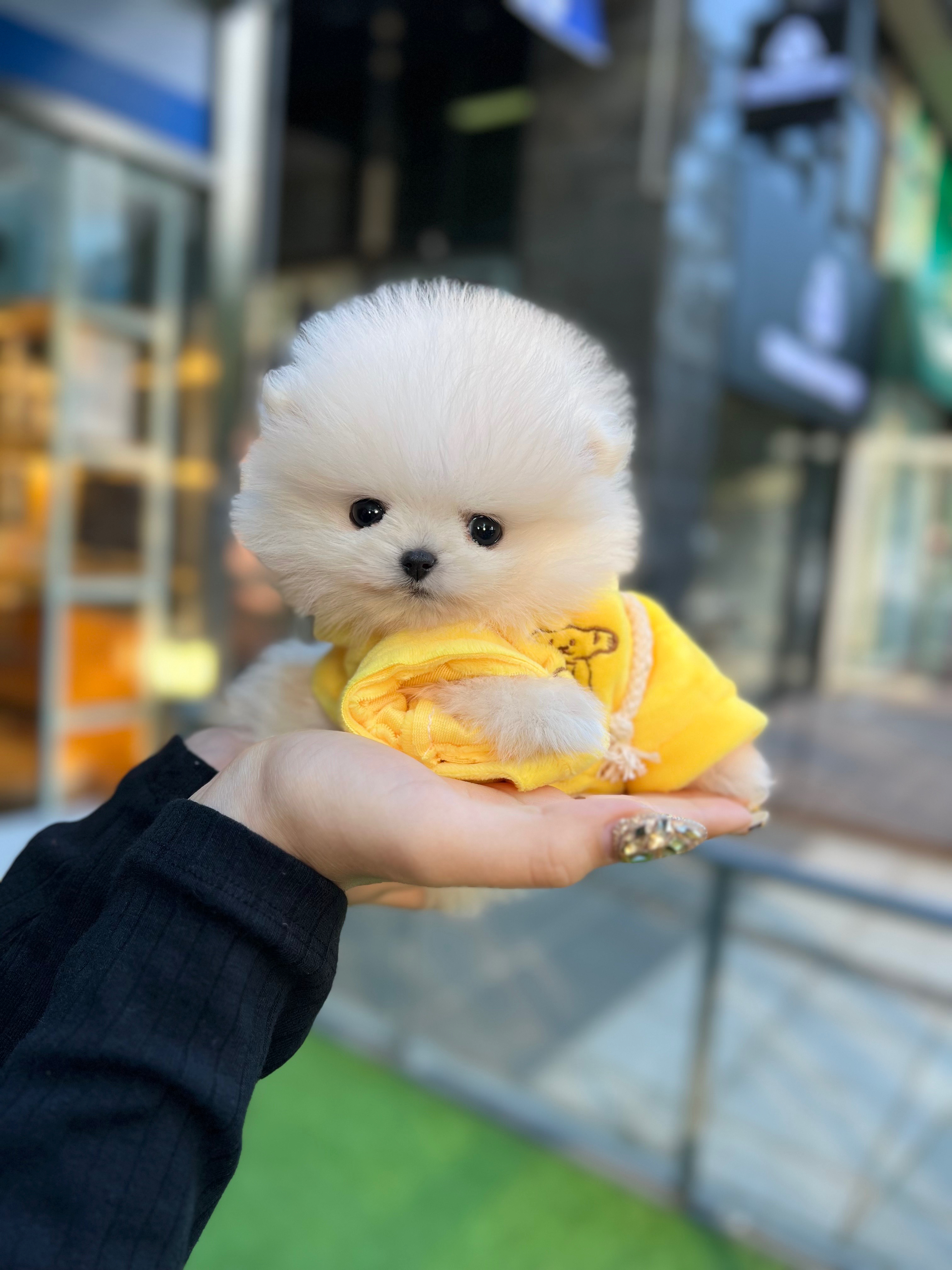 강아지요미독 고양이요미캣 인천논현점