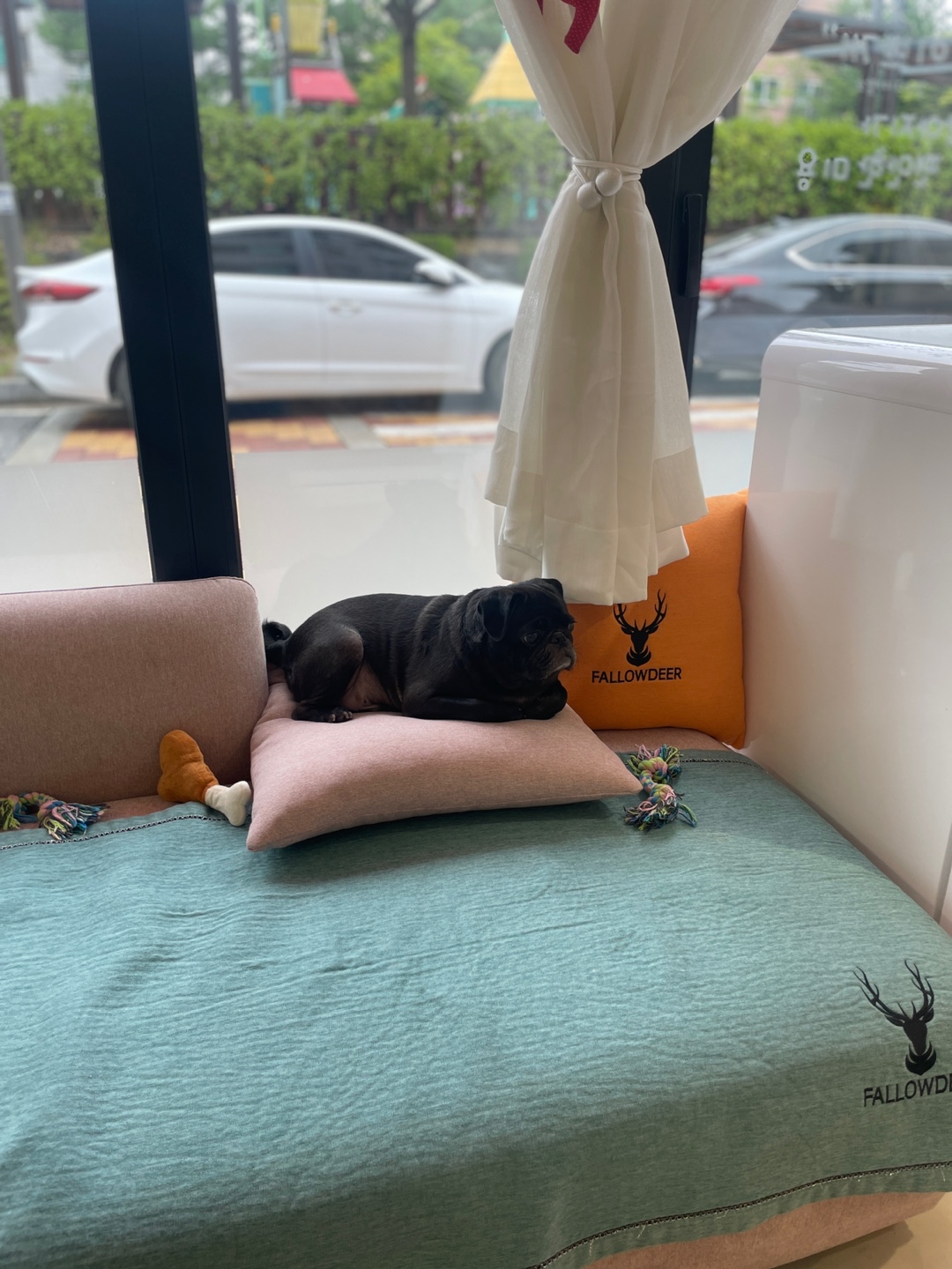 이쁘개 강아지 이발소 대표 이미지