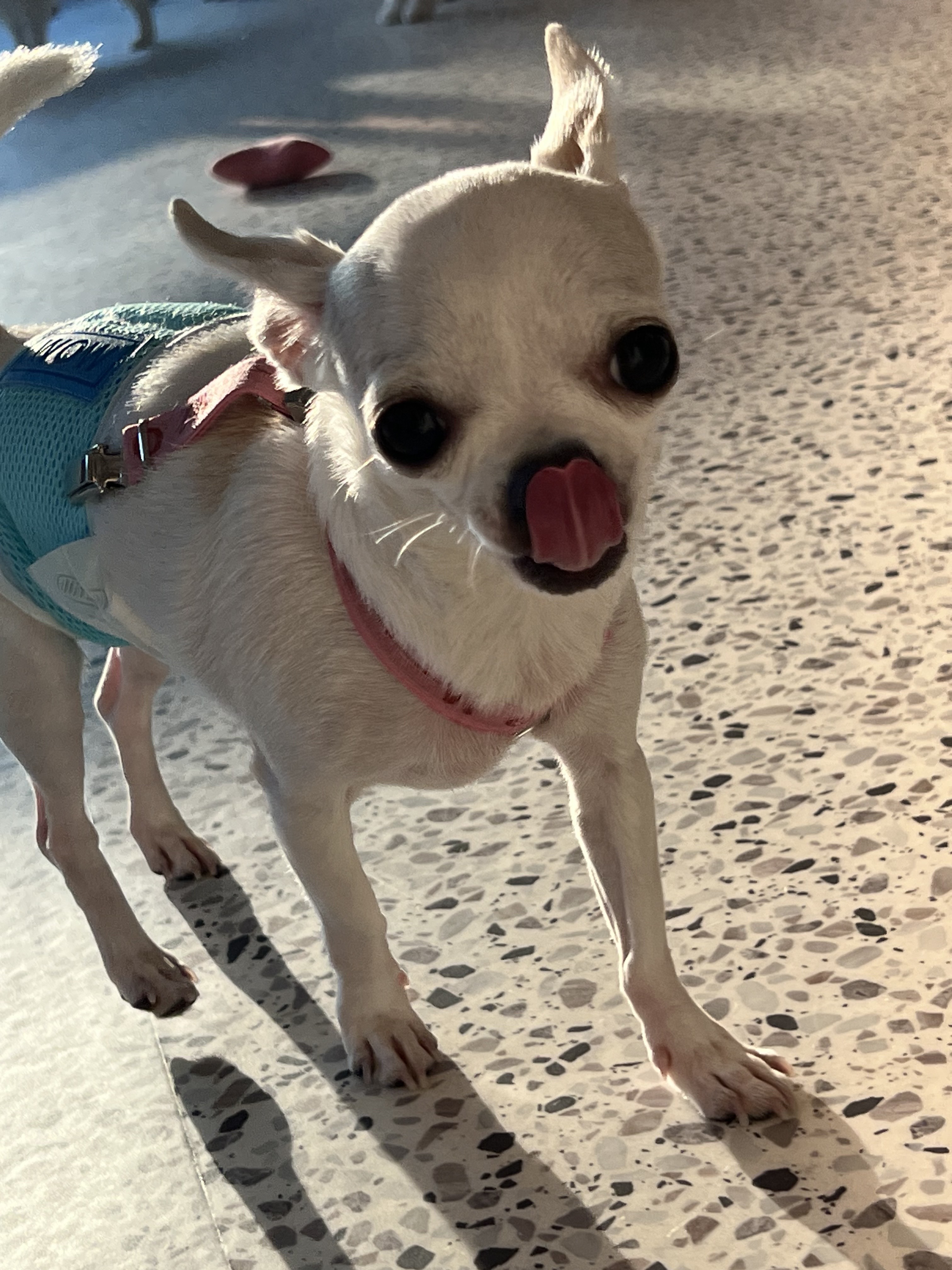 멍돌핀 4