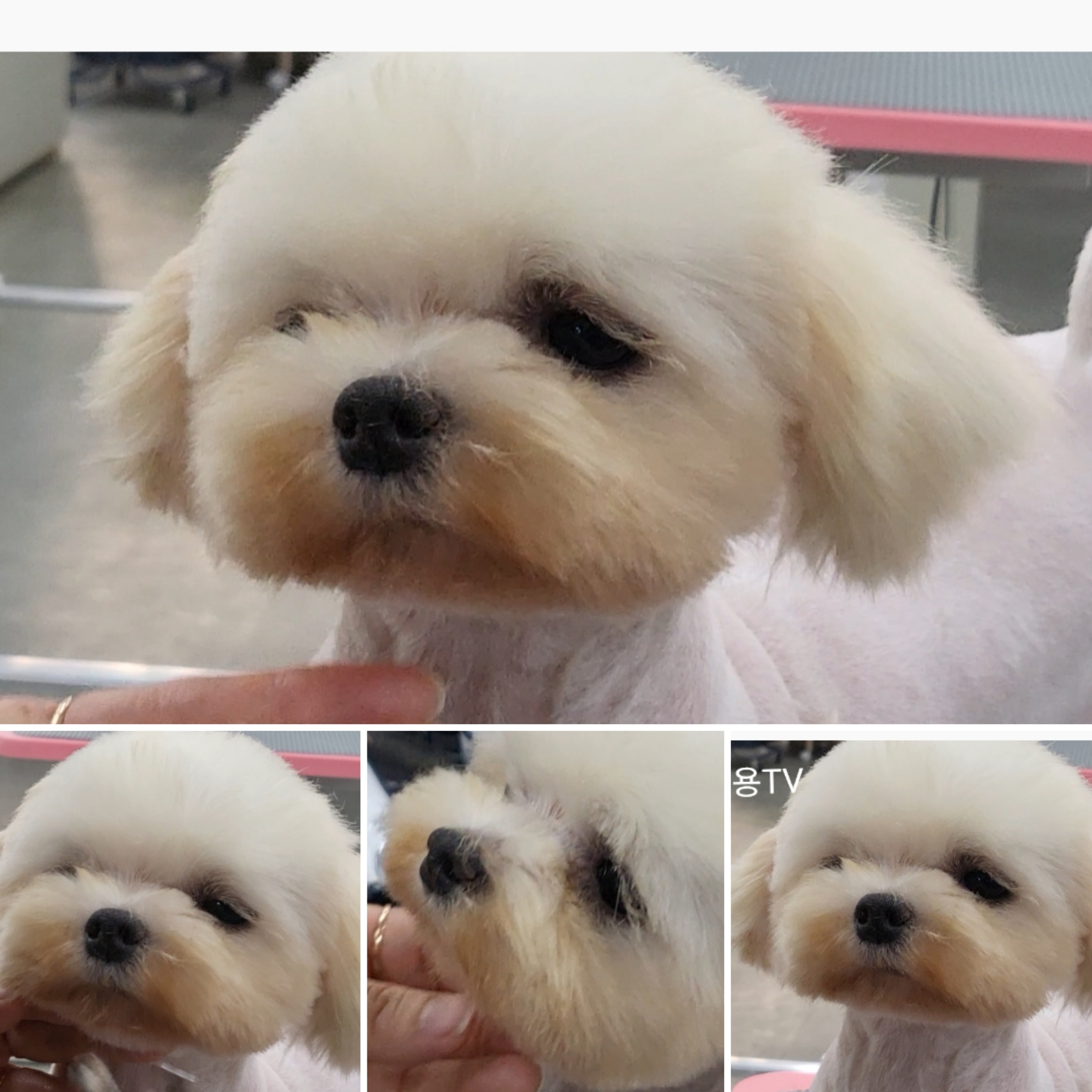정애견미용학원 창원점