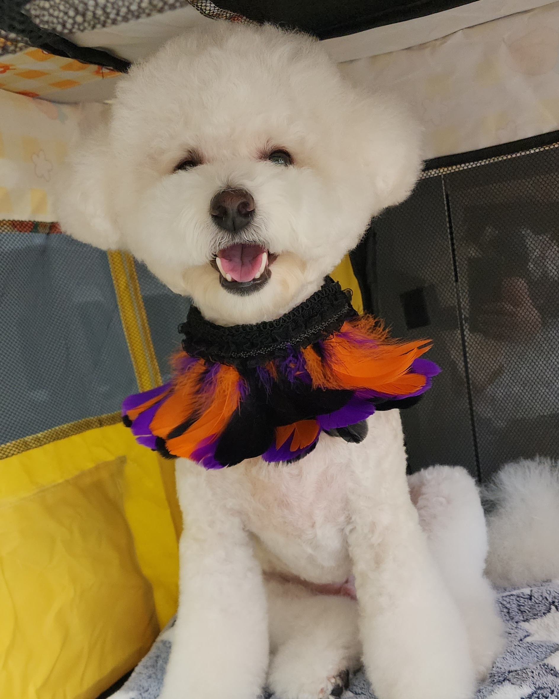 로:댕 펫살롱 대표 이미지