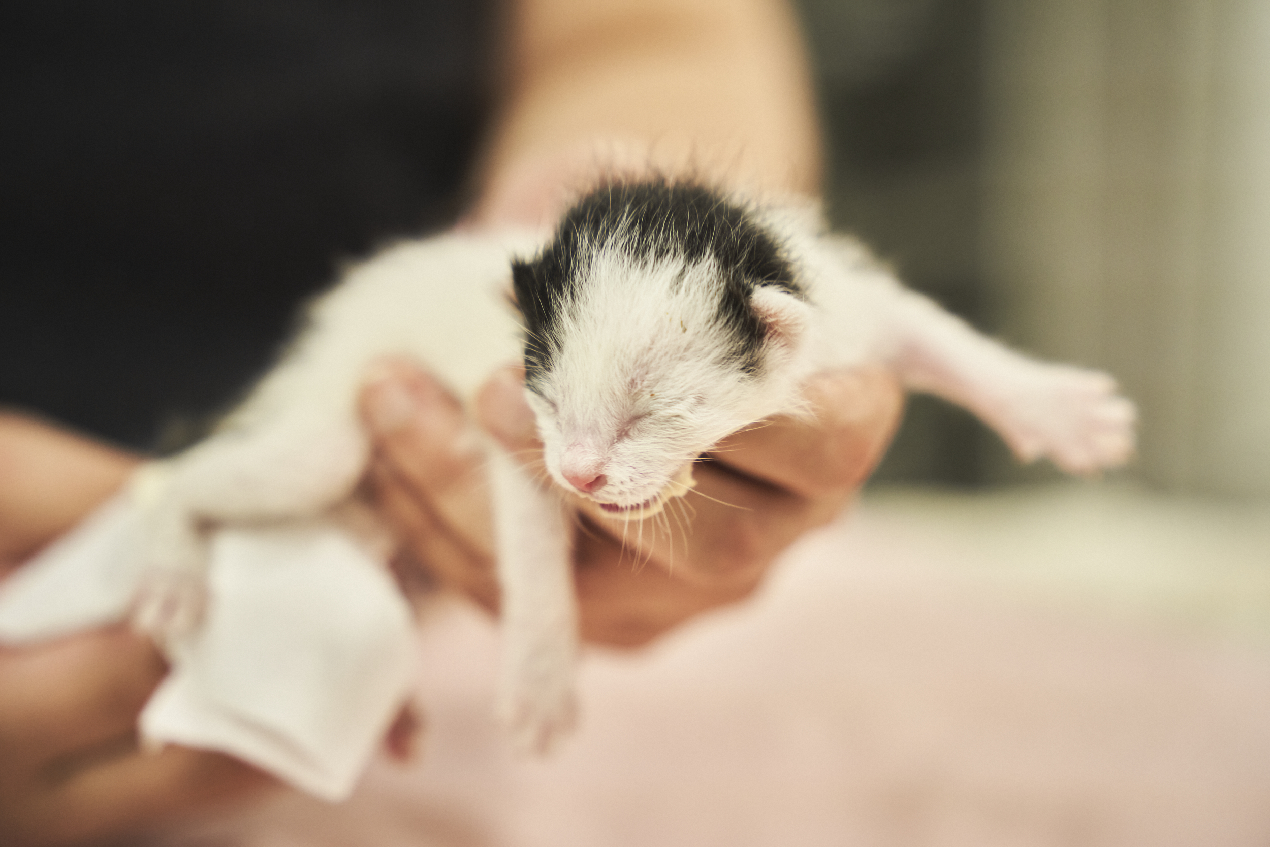 고양이 병원 백산동물병원 대표 이미지