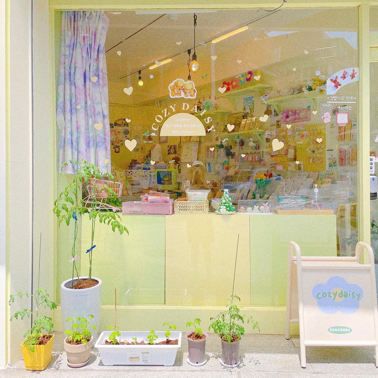 코지데이지 대표 이미지