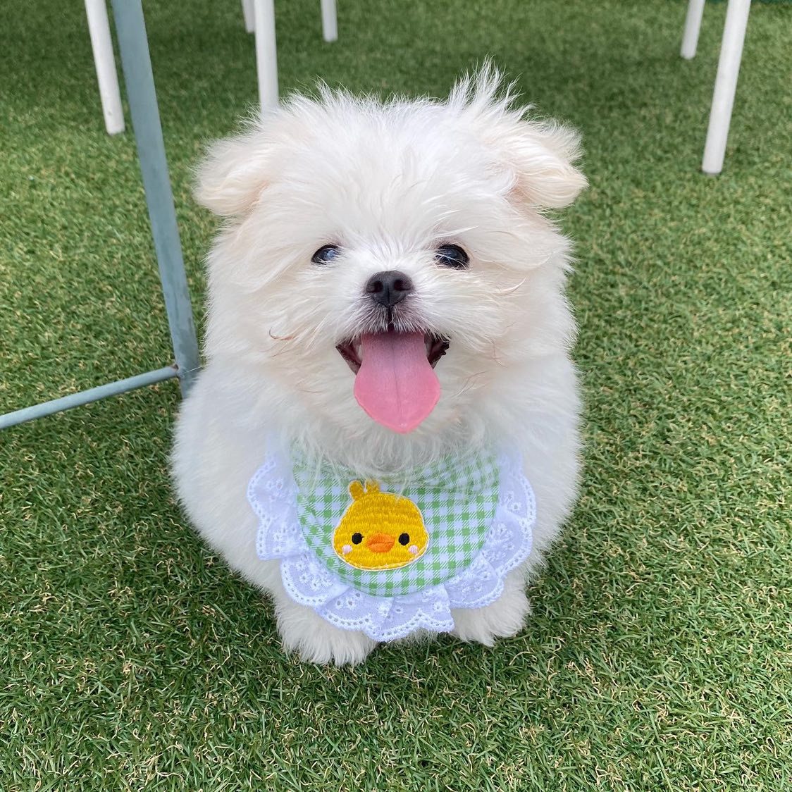 도그라운지 대표 이미지